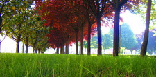 Detalle de un parque