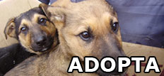 Programa Adopta