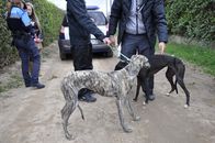 Control de galgos vía pública