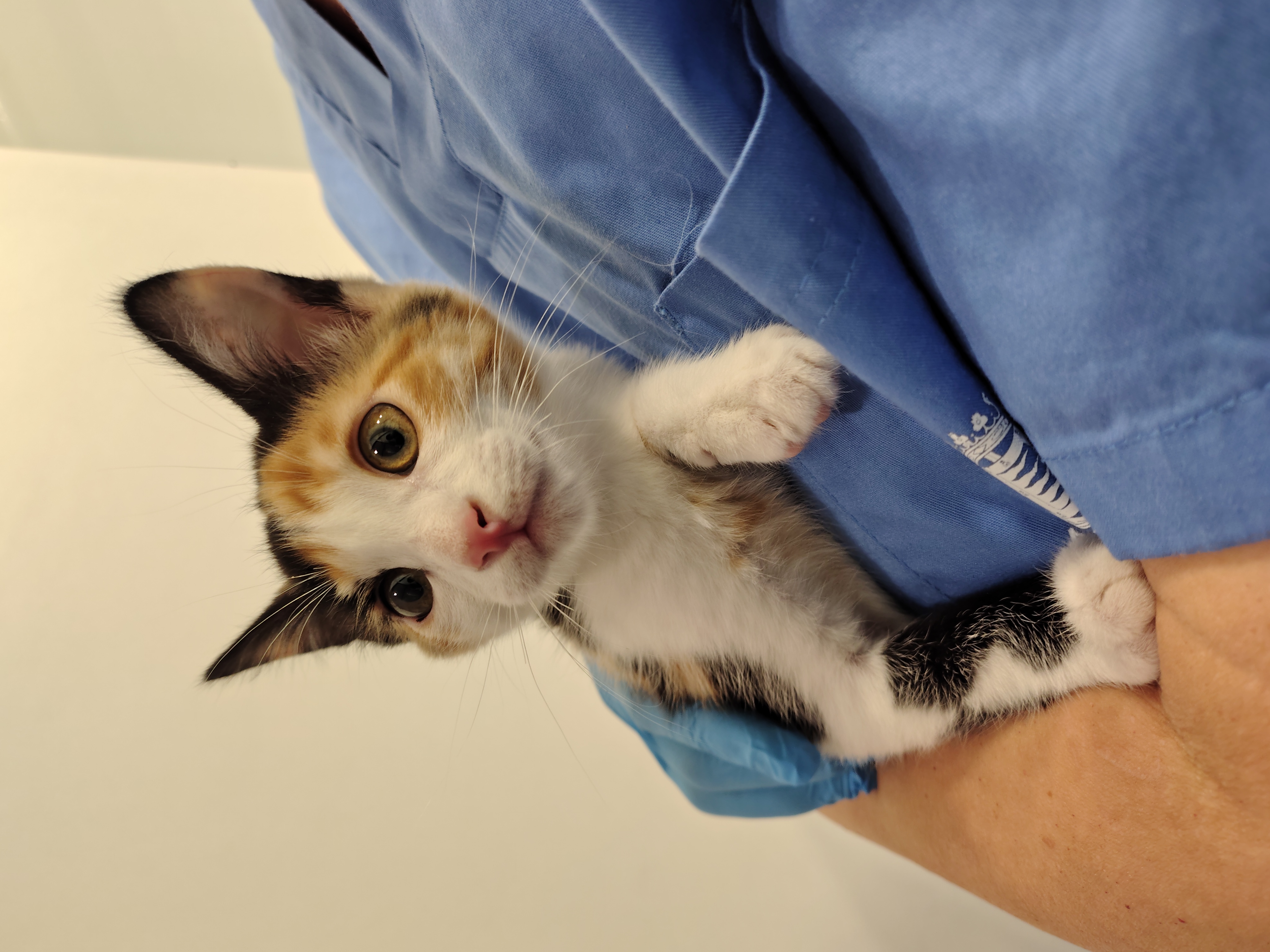 ATENEA ( gato )