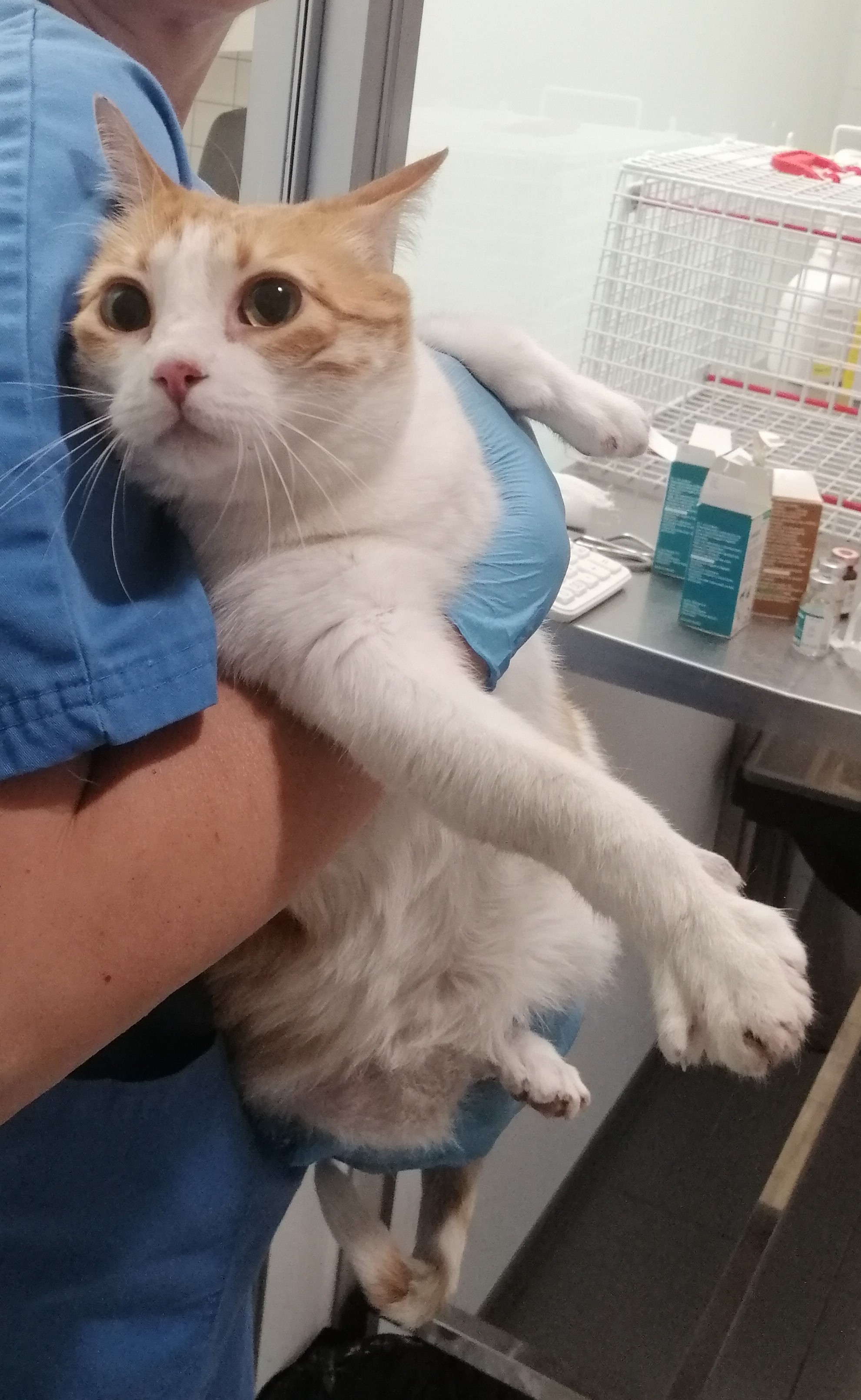 MIEL (gato)