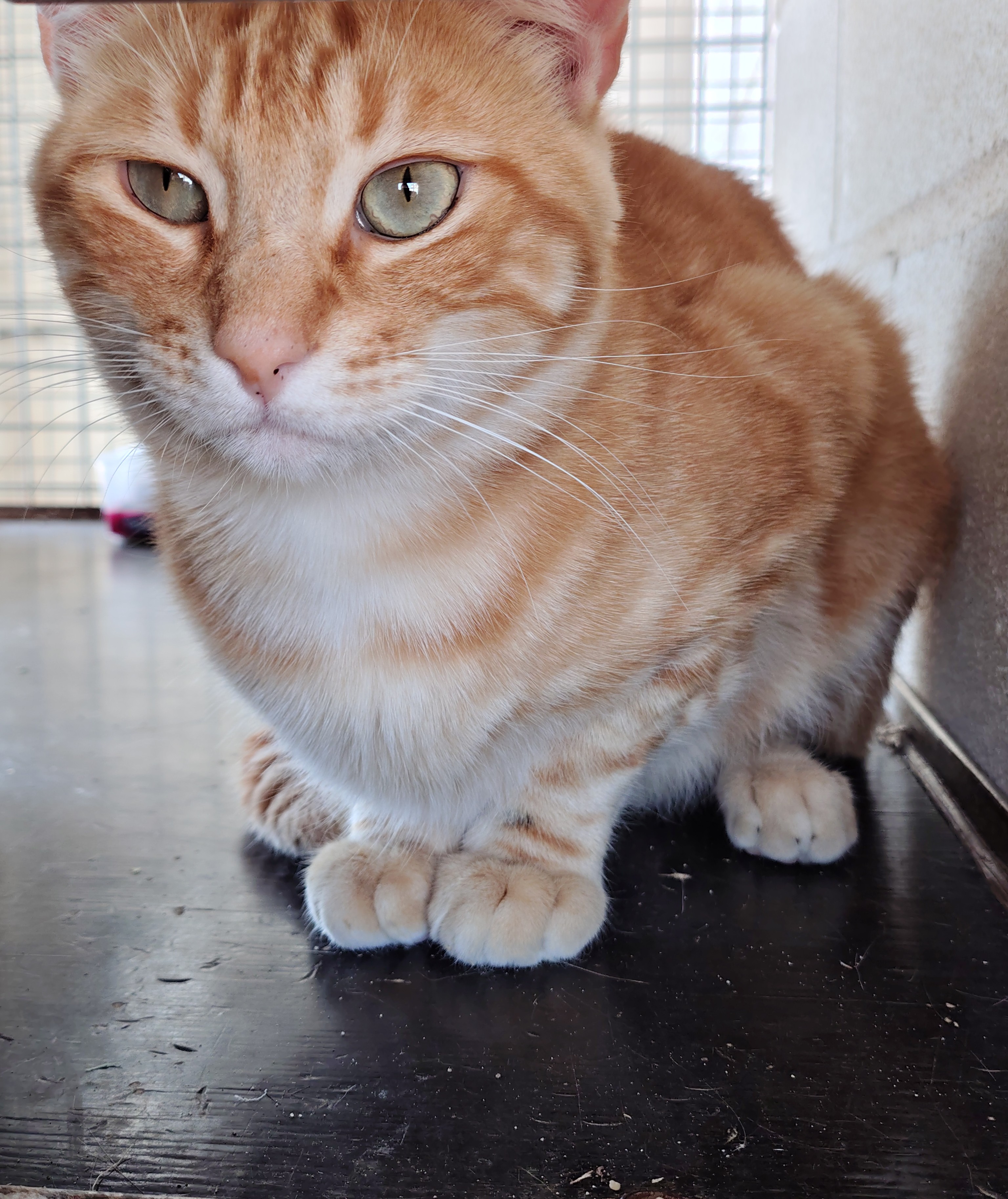 PARIS (GATO)