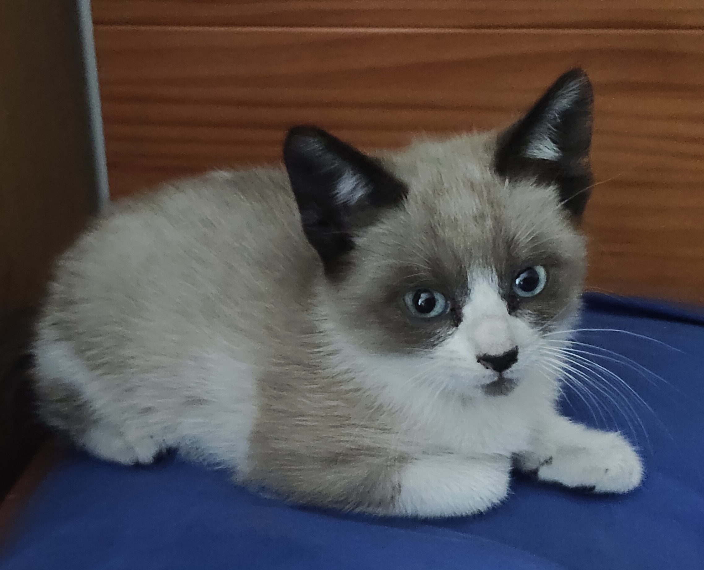 SNOWSHOE (gato)