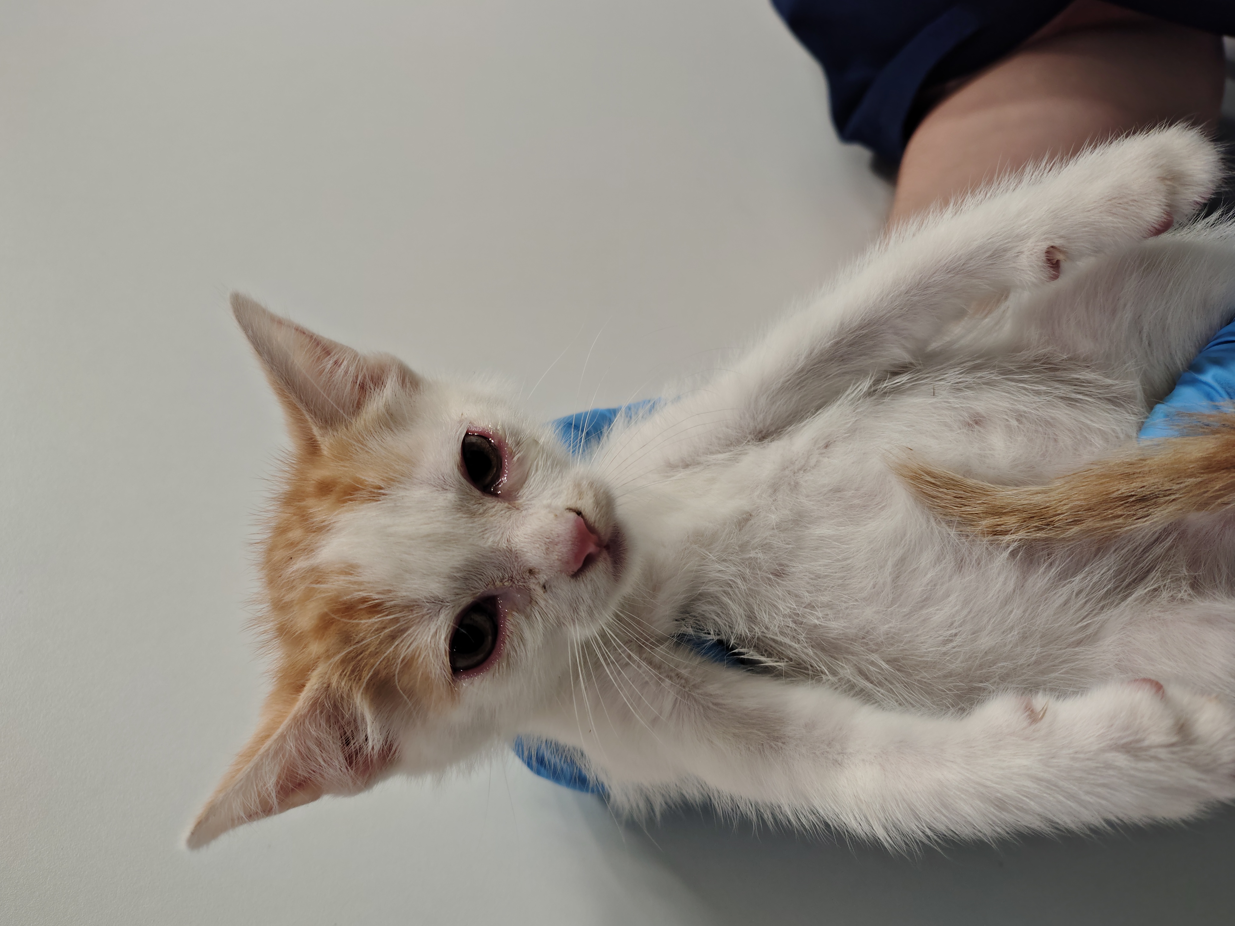 MELON ( gato )