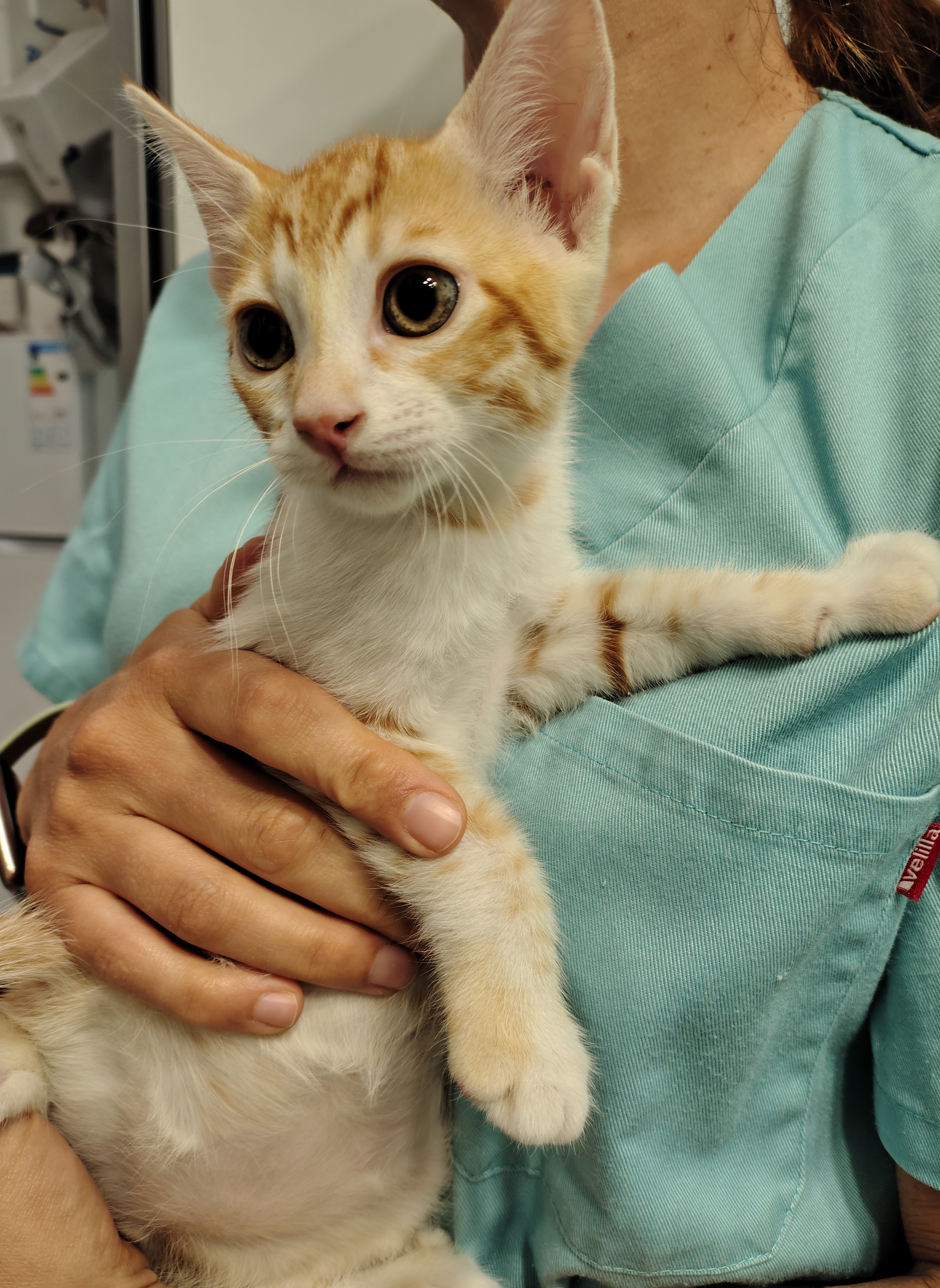 OLIVA (gato)