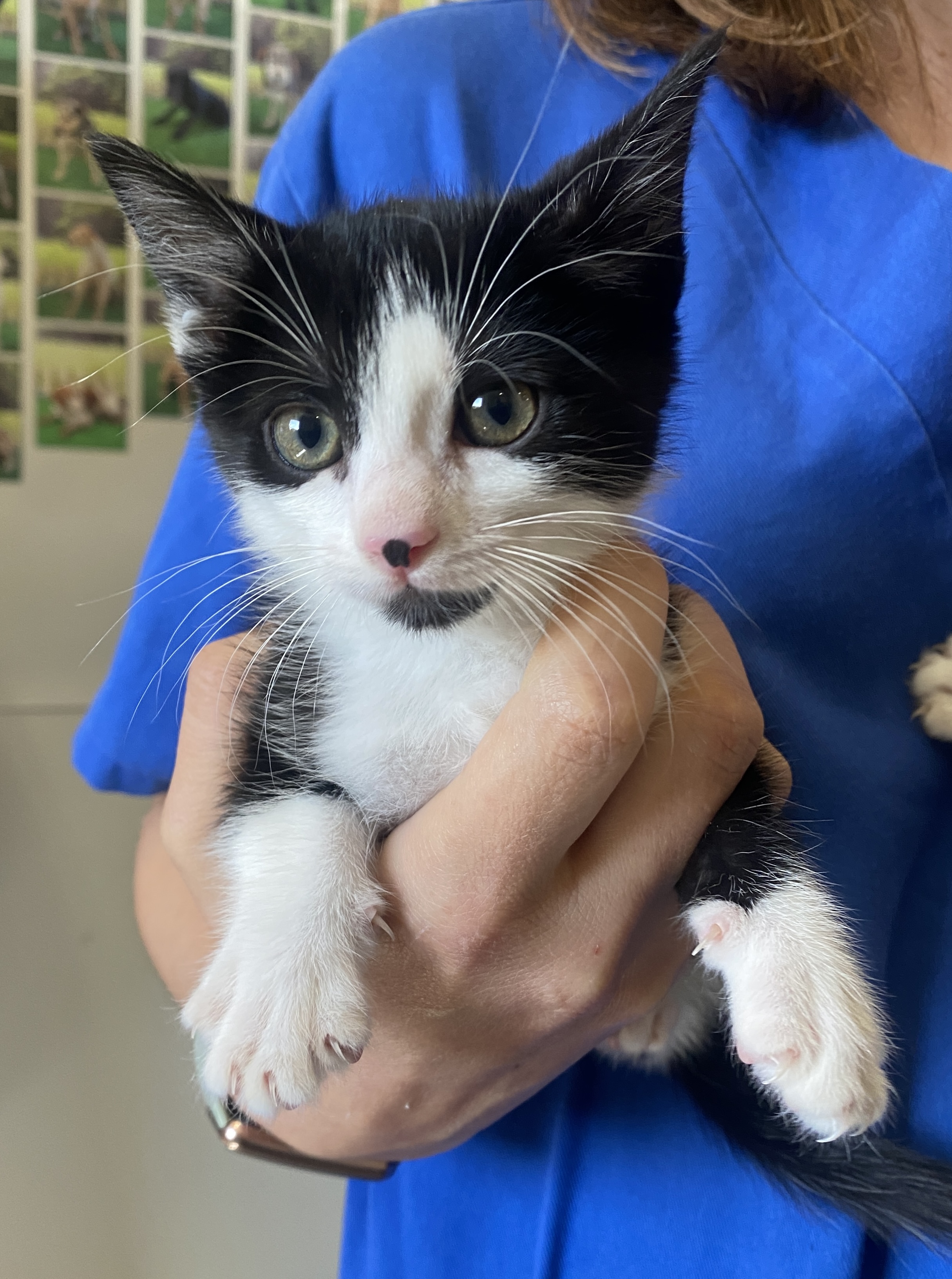 MAGGIE (GATO)