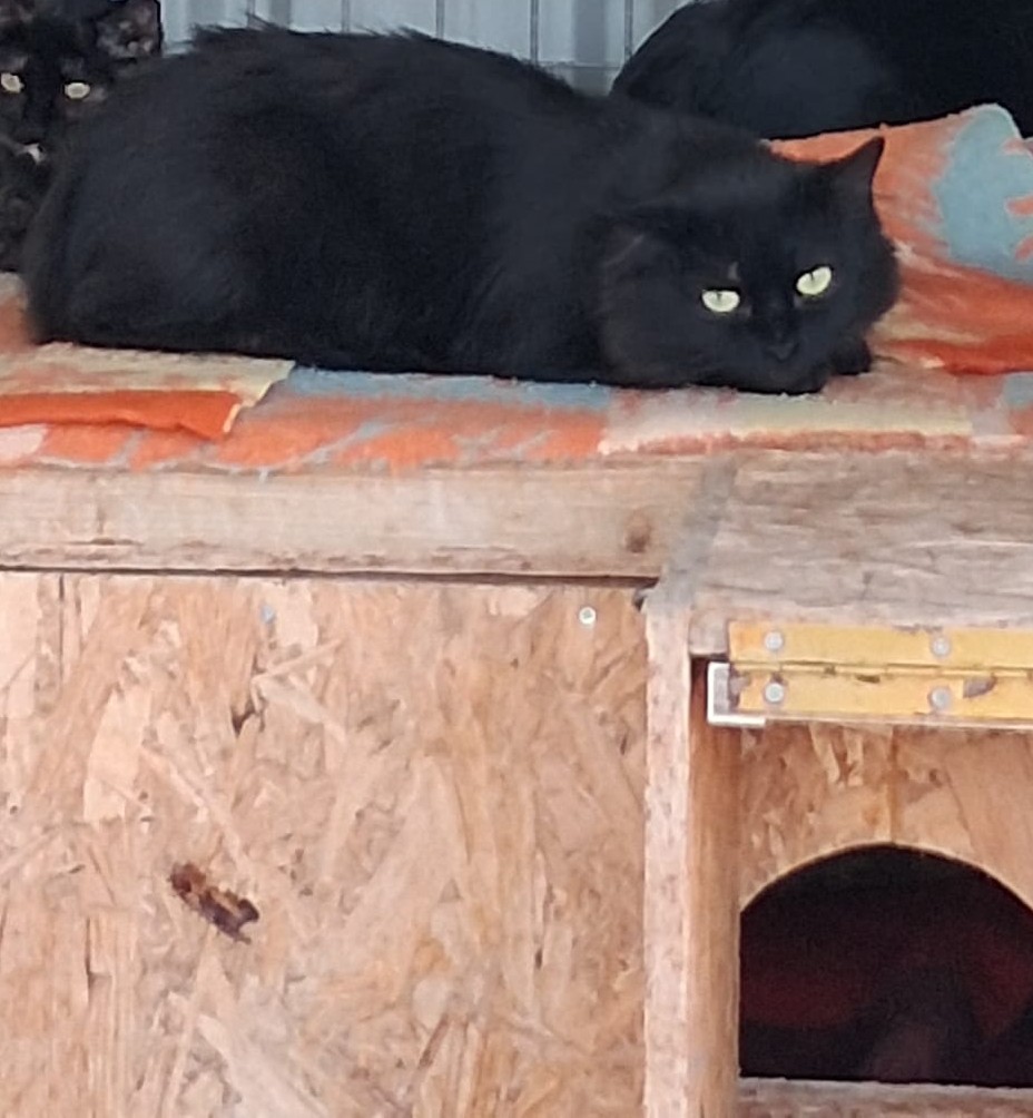 Adela (gata)