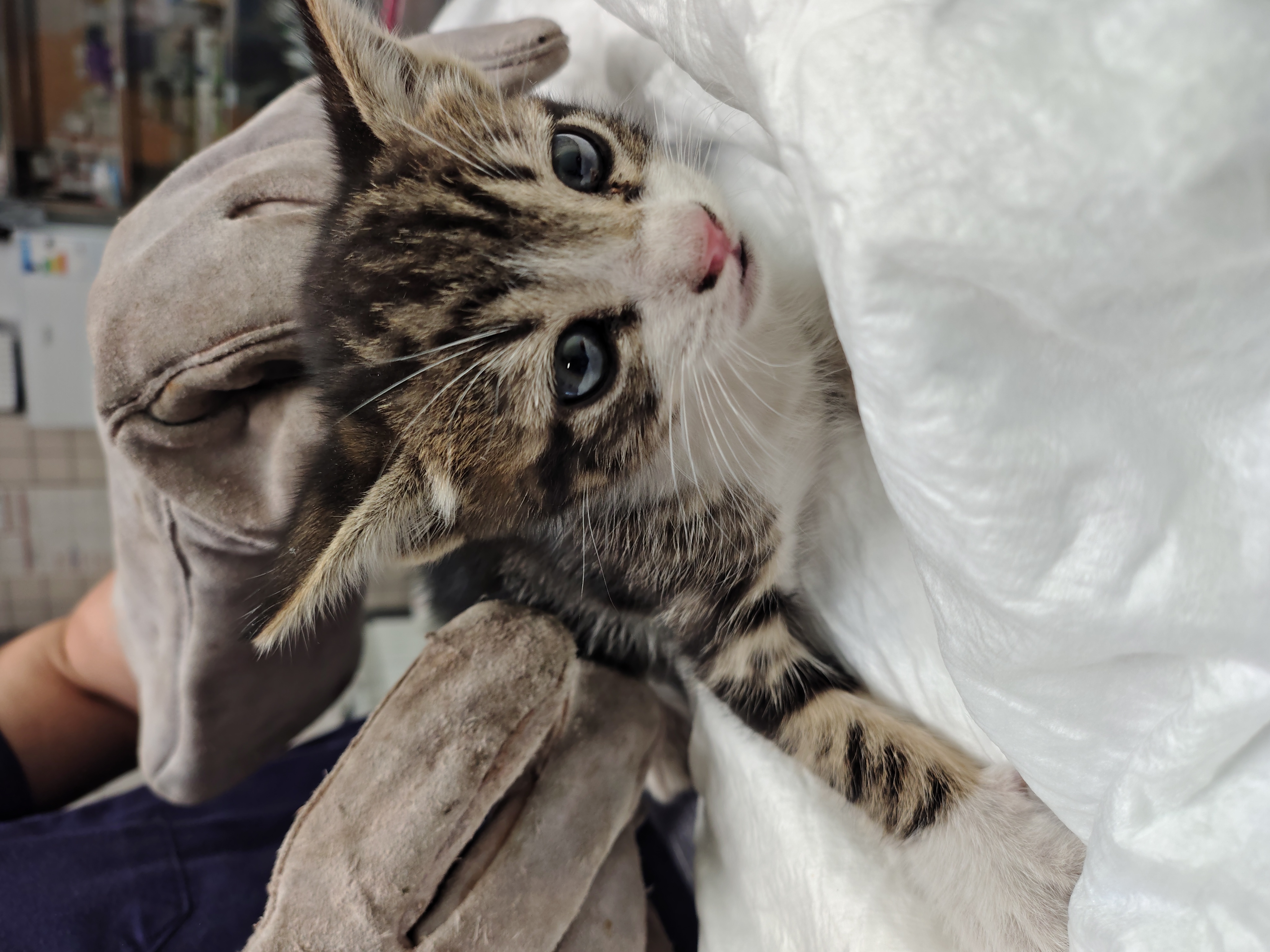 AQUILES ( GATOS)