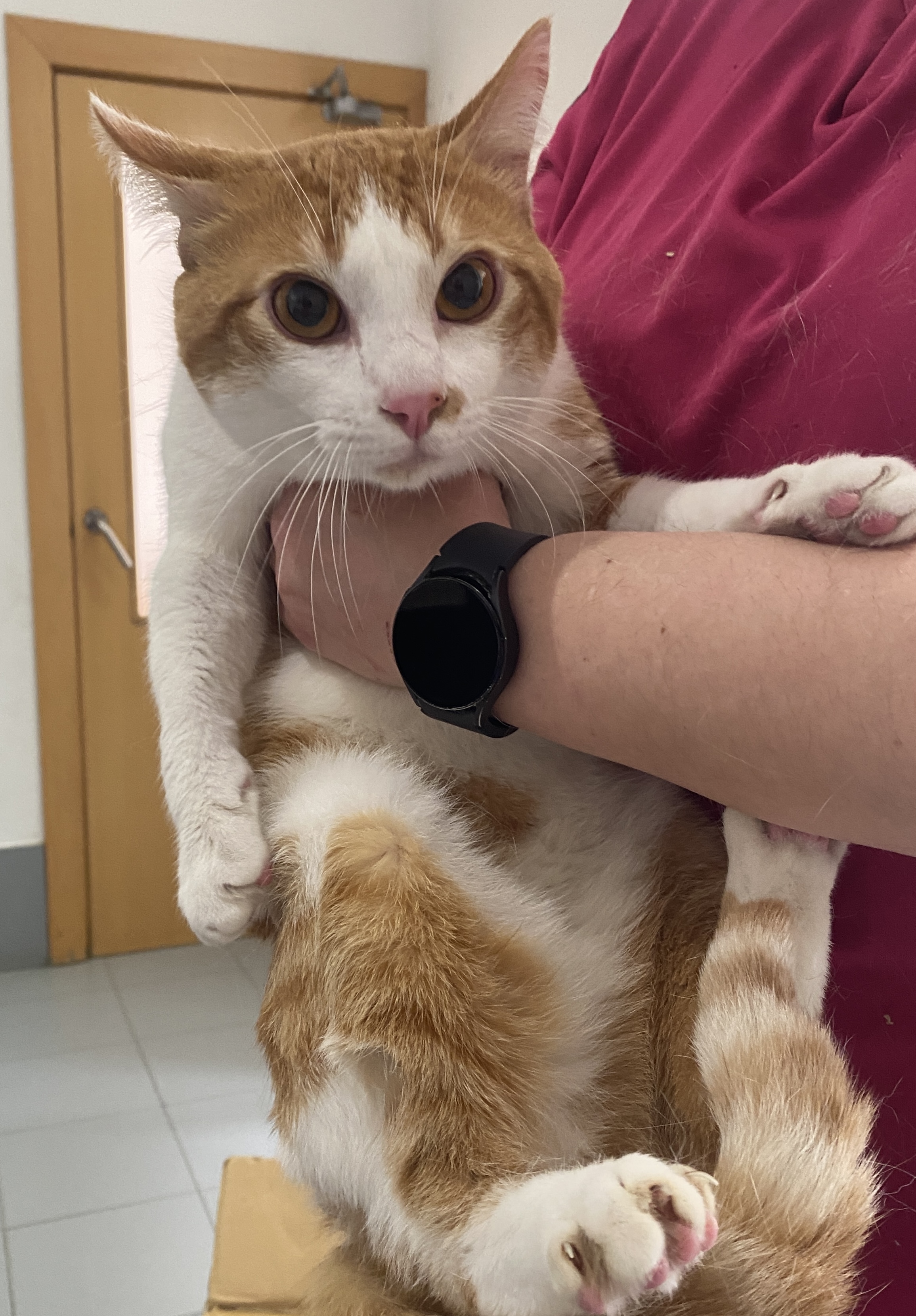KISKE (gato)