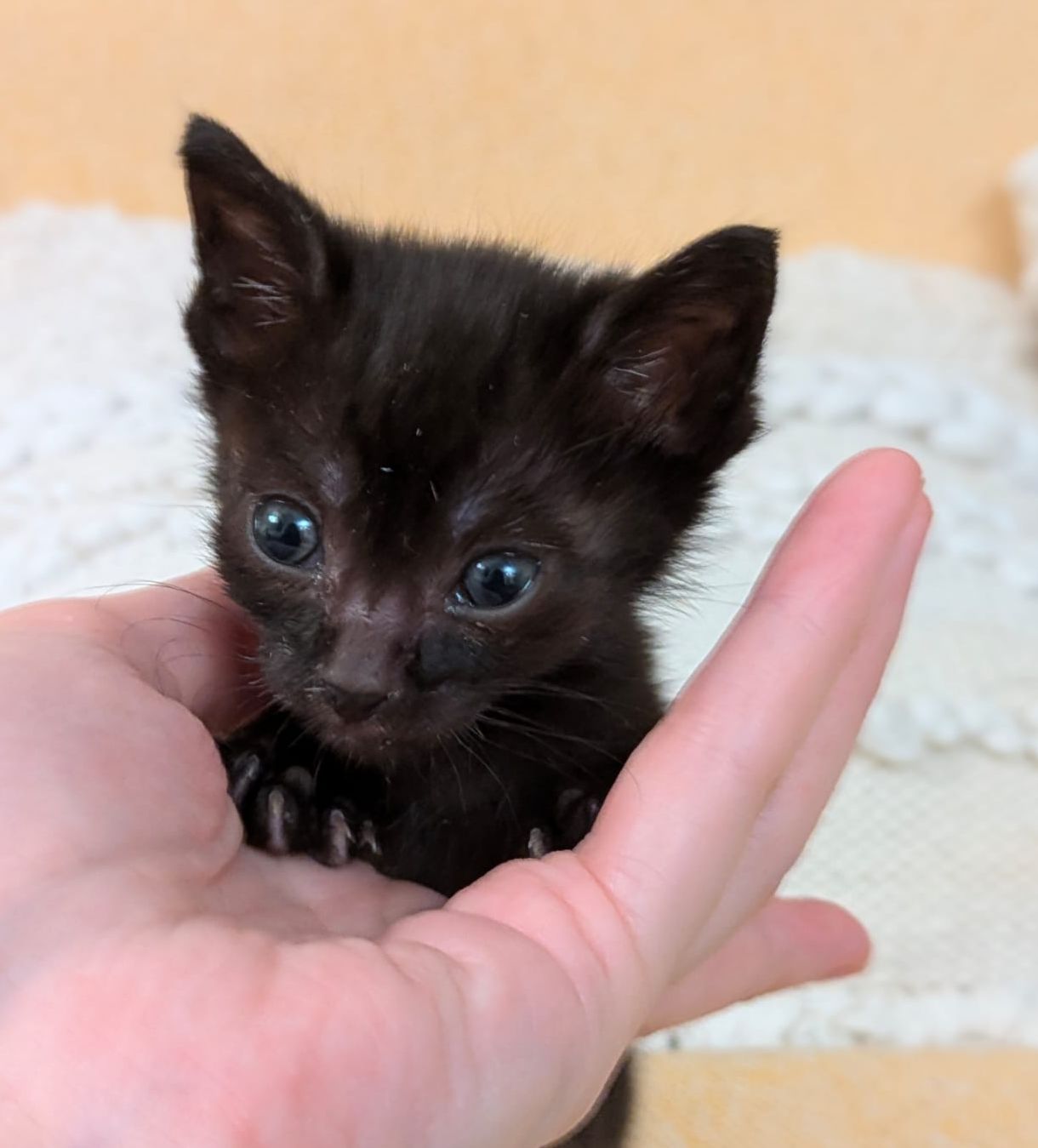 komori (gato )