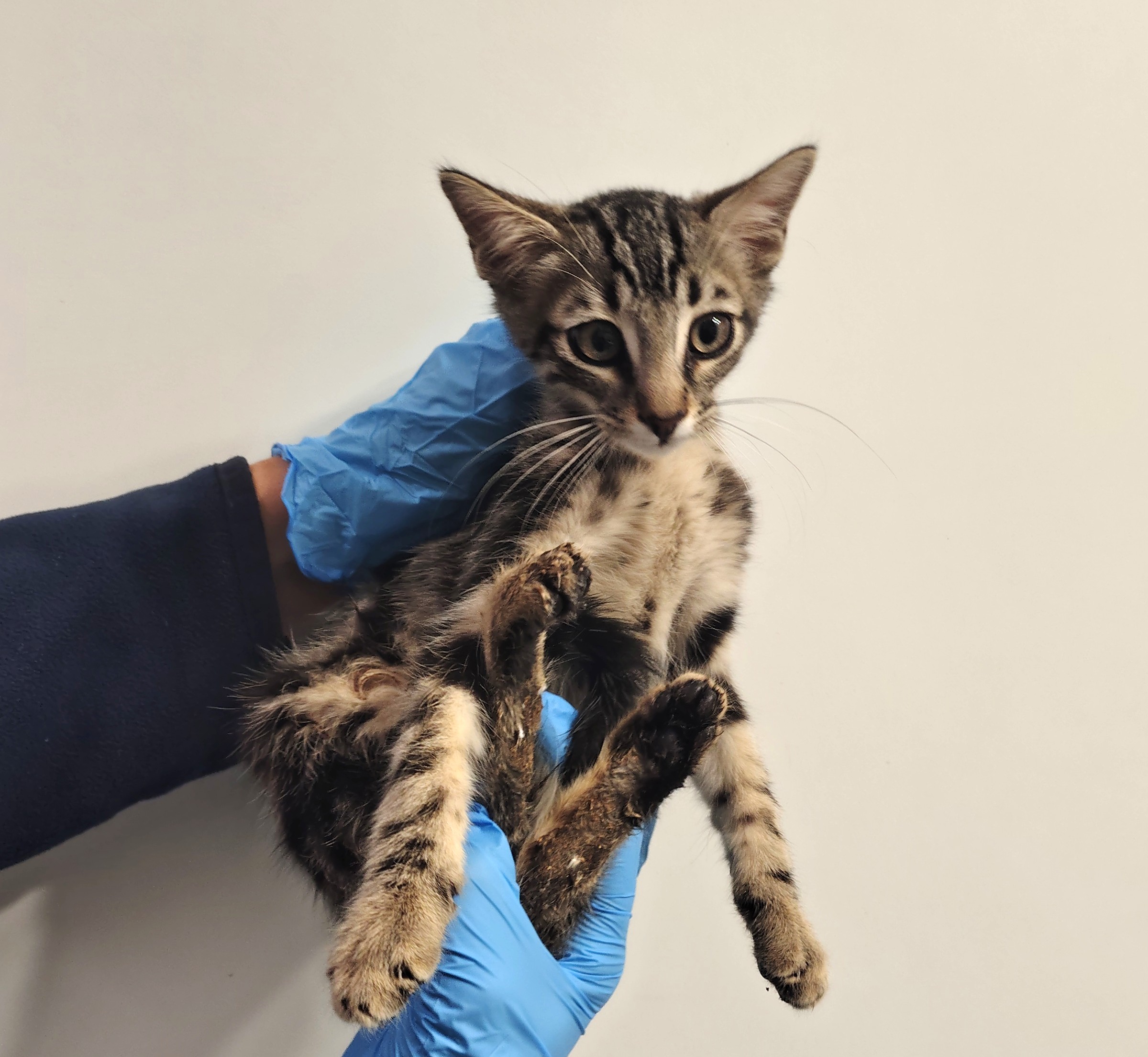 KRILIN ( gato )