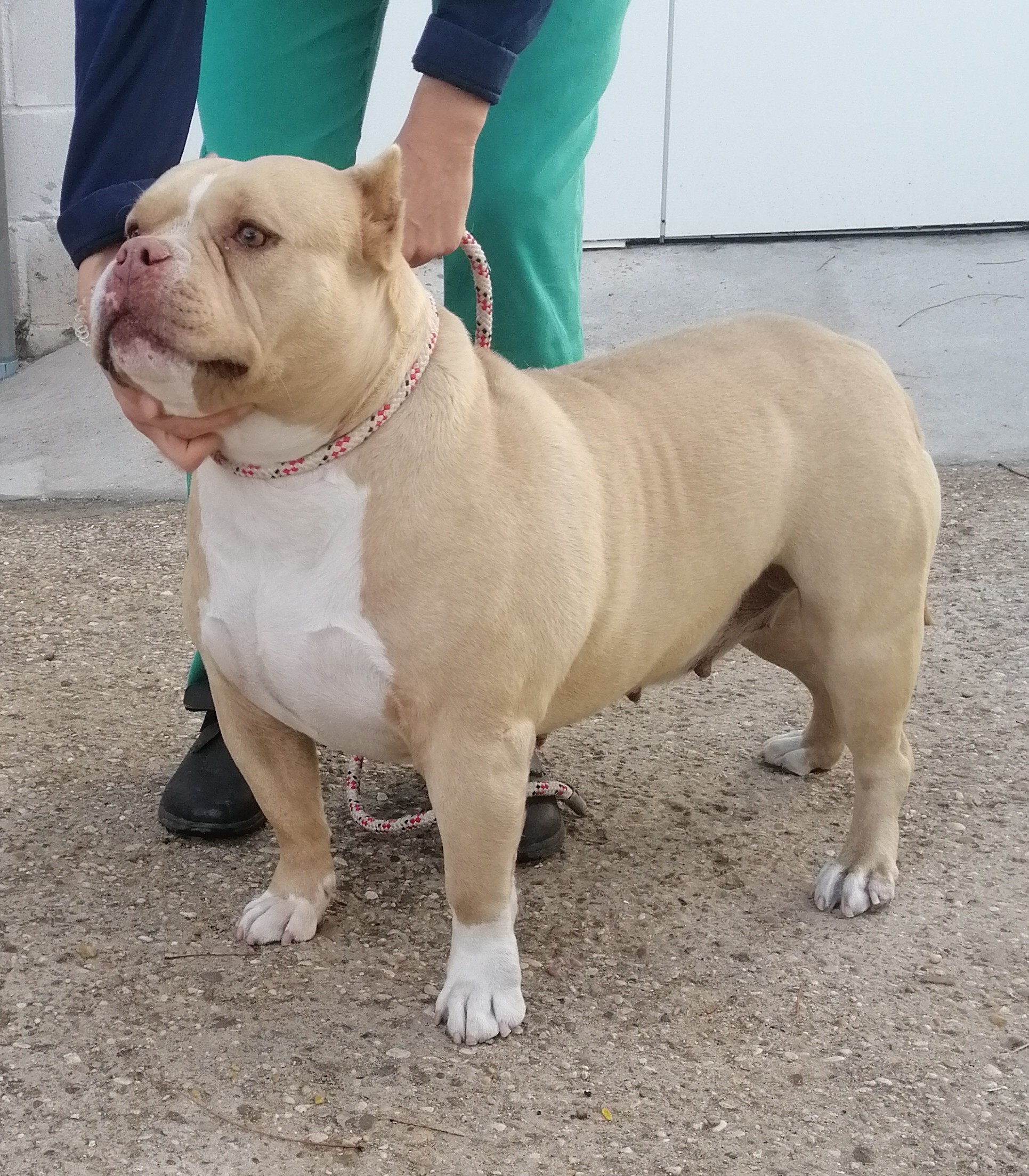 AMERICAN BULLY