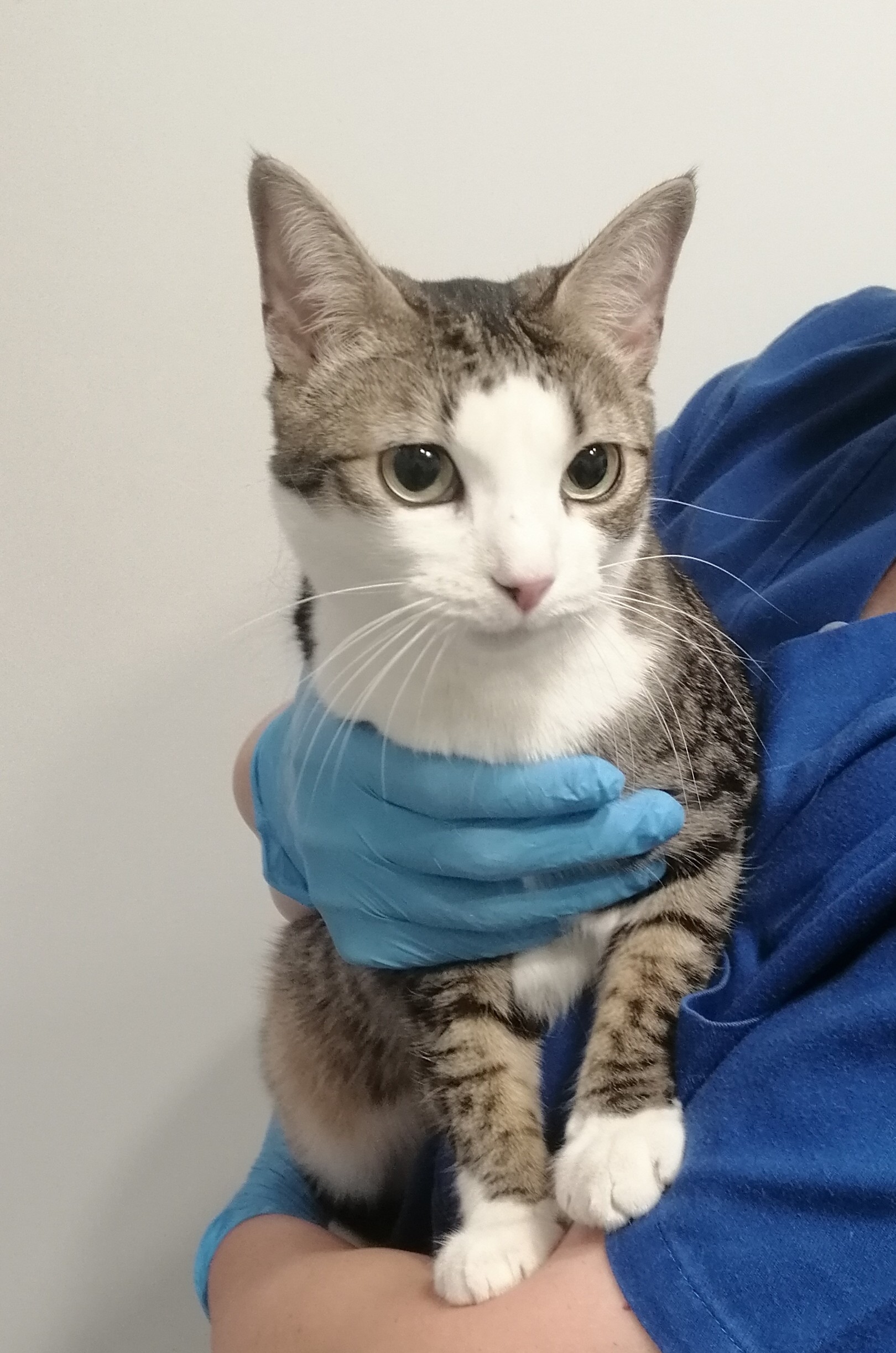 BONNIE (gato)