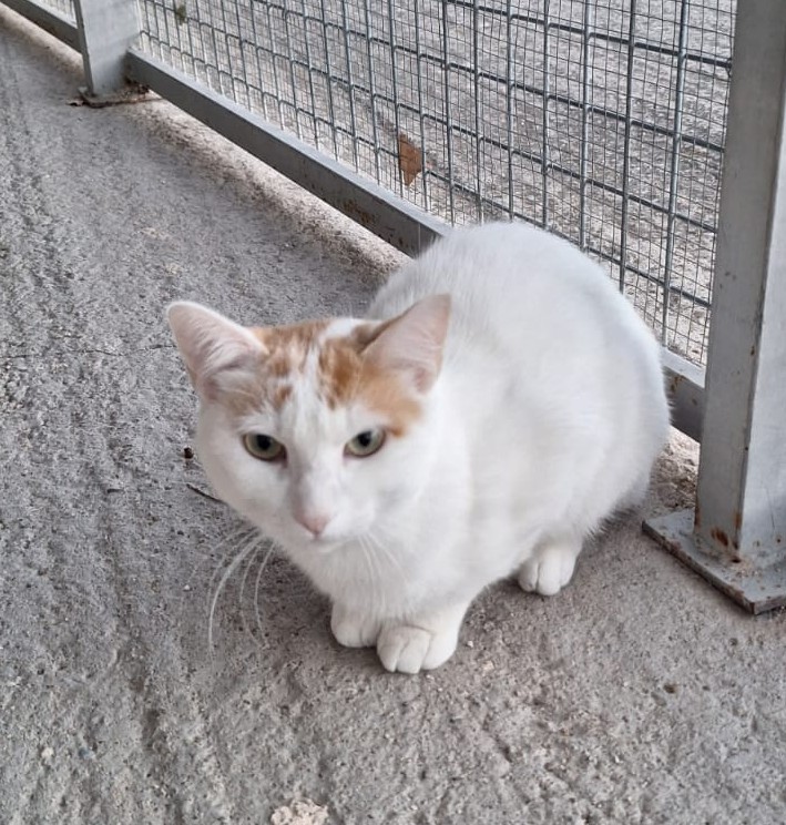 DIMAS ( GATO )