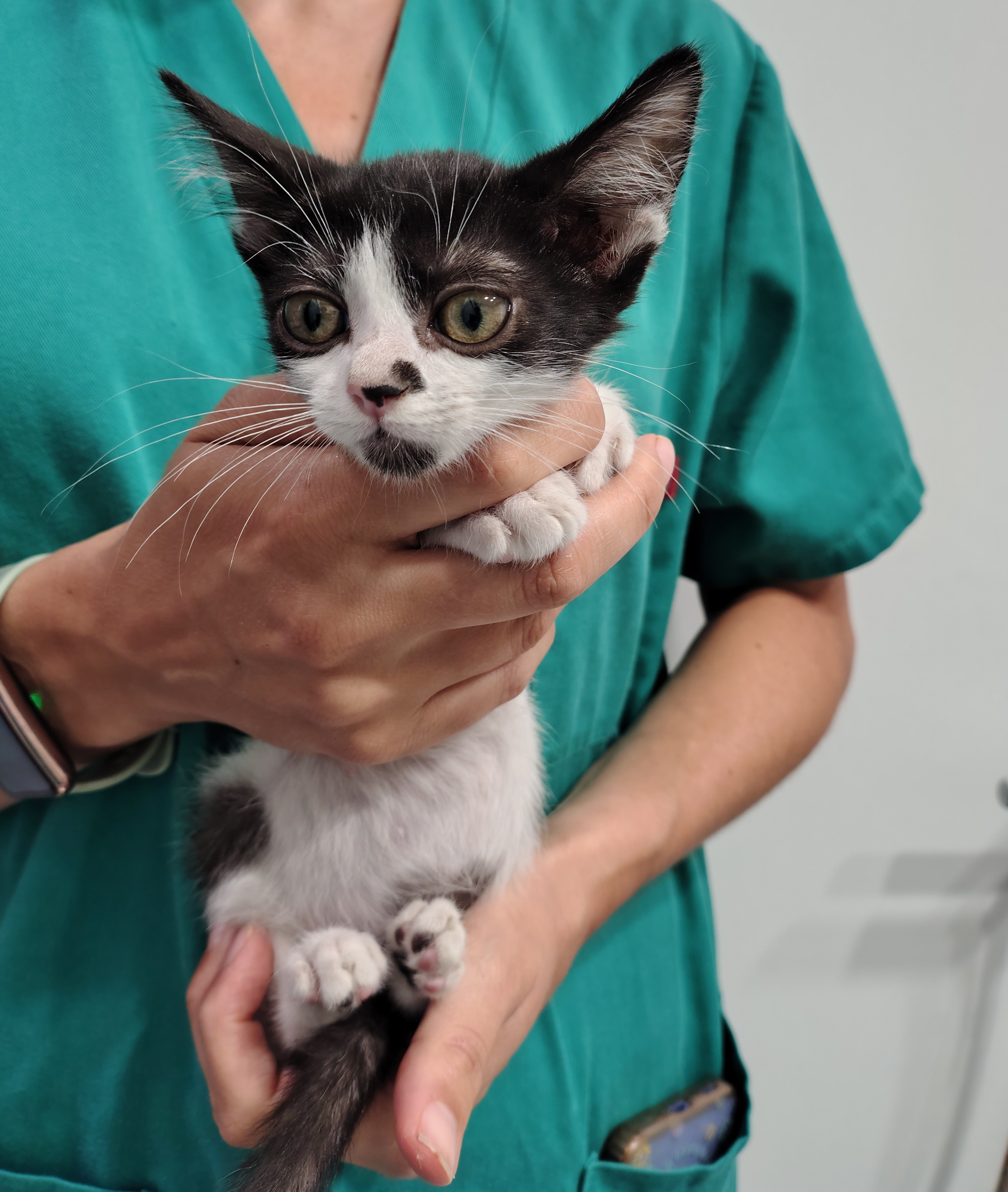 DOC ( gato )