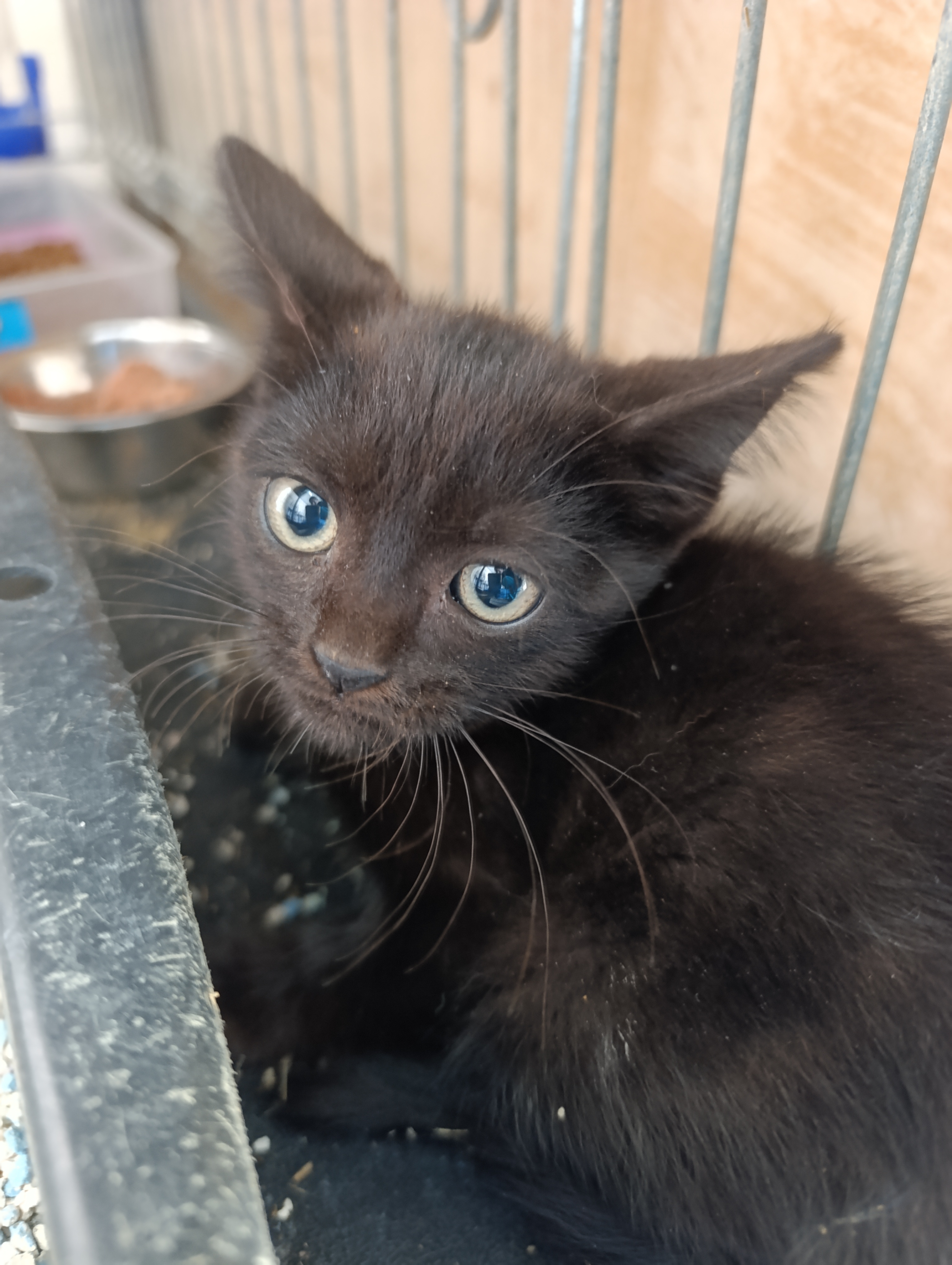 SEBAS ( gato)