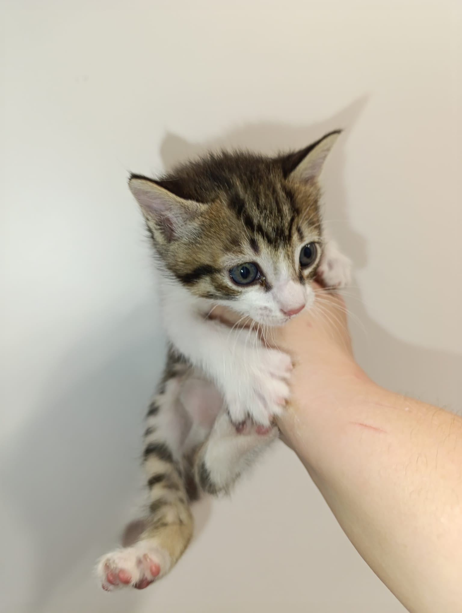 HERME (gato)