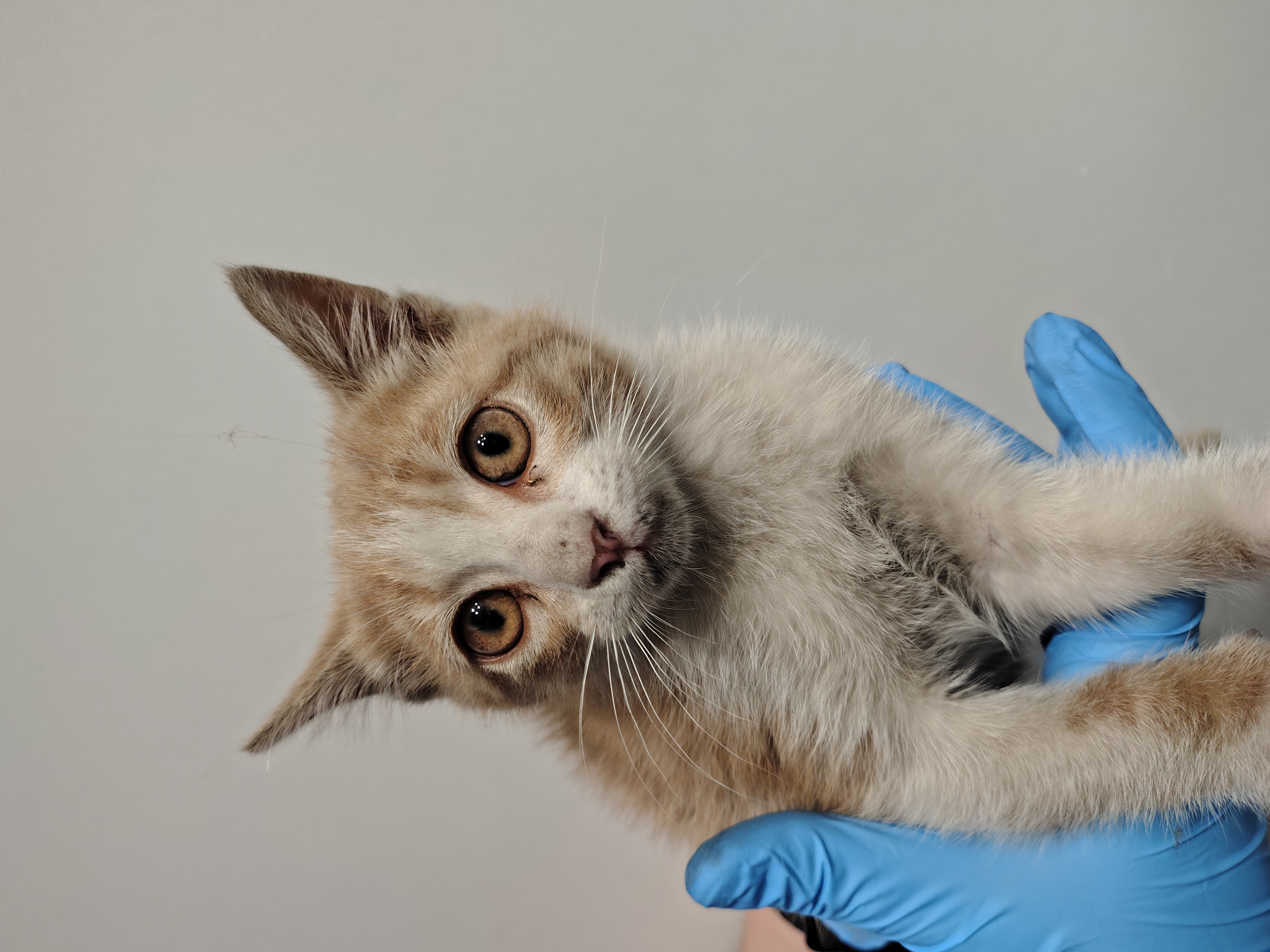 jerry ( gato 22junio )
