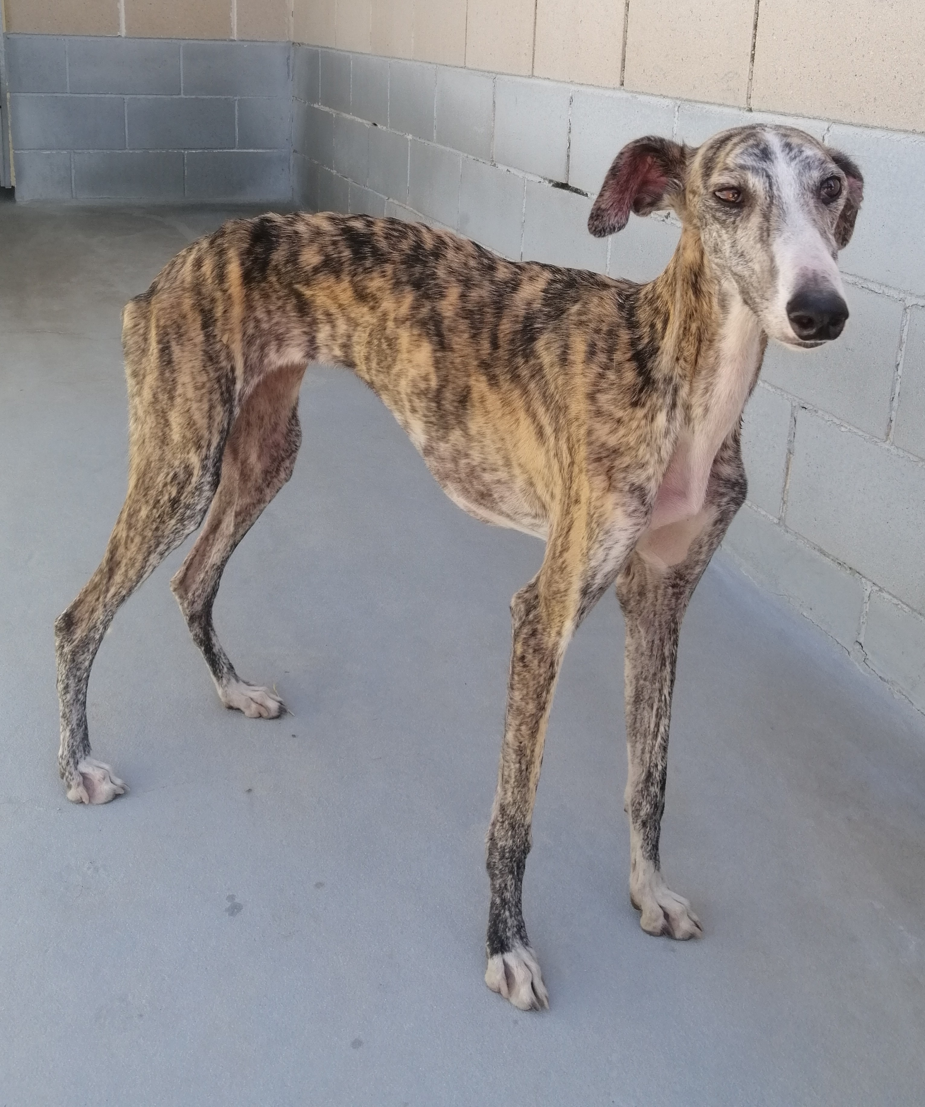 MARIANA (galgo)
