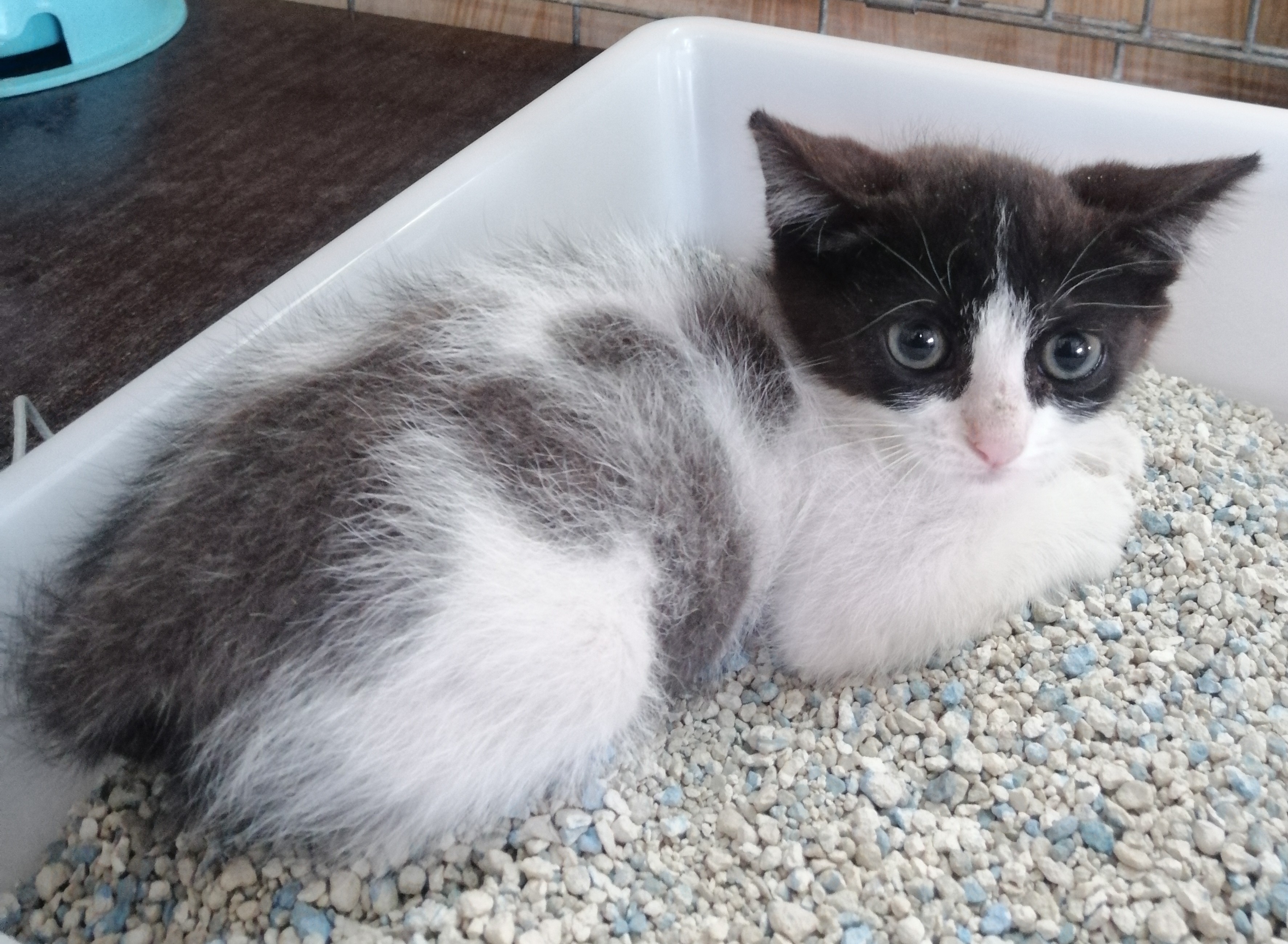NORA (gato)