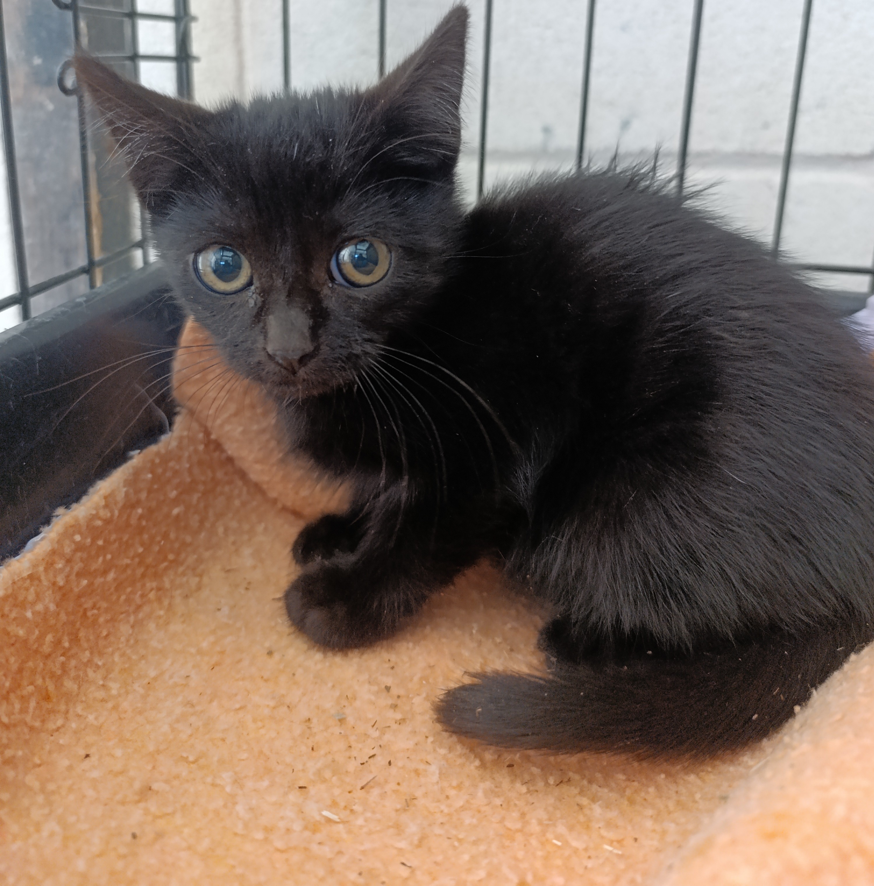 SEBAS ( gato)