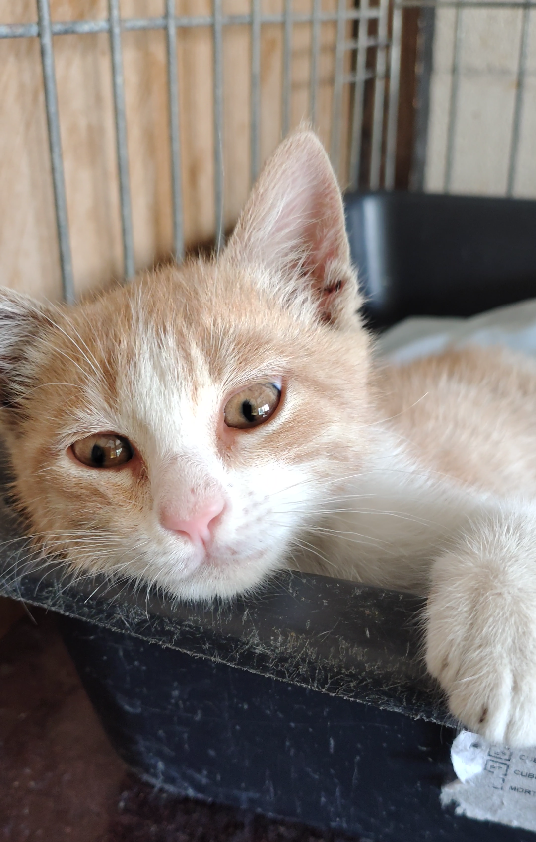 jerry 2 gato