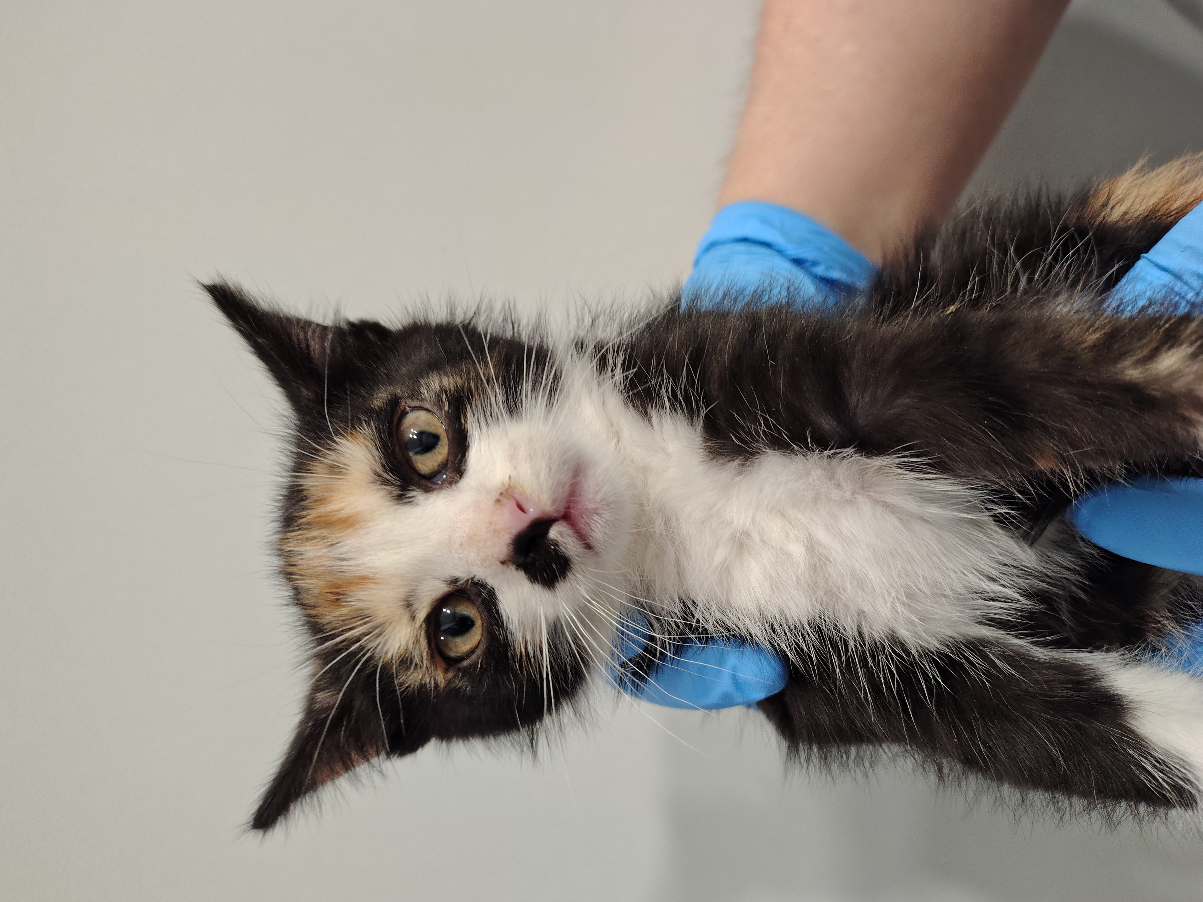 NINA ( gato )