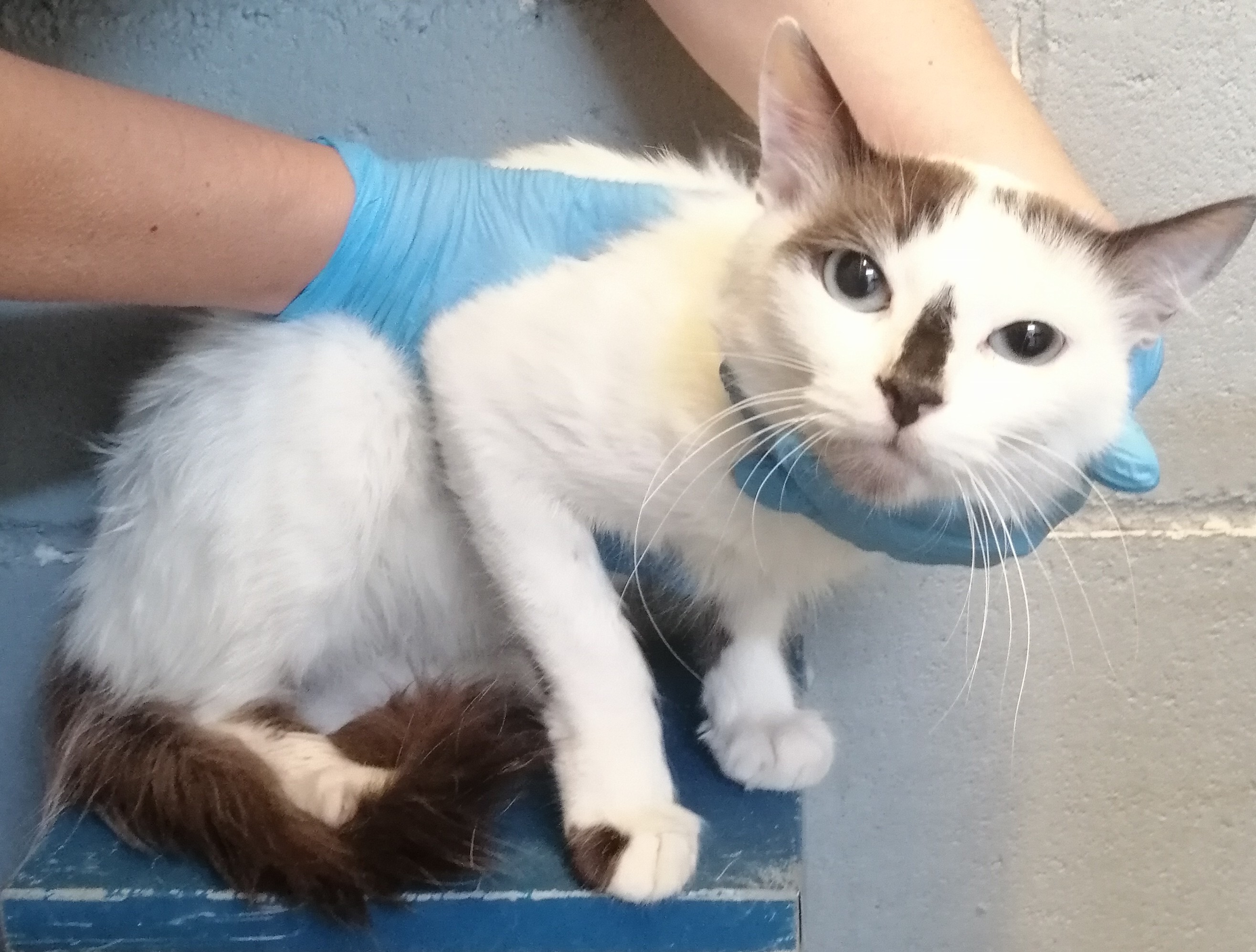 NILO1 (gato)