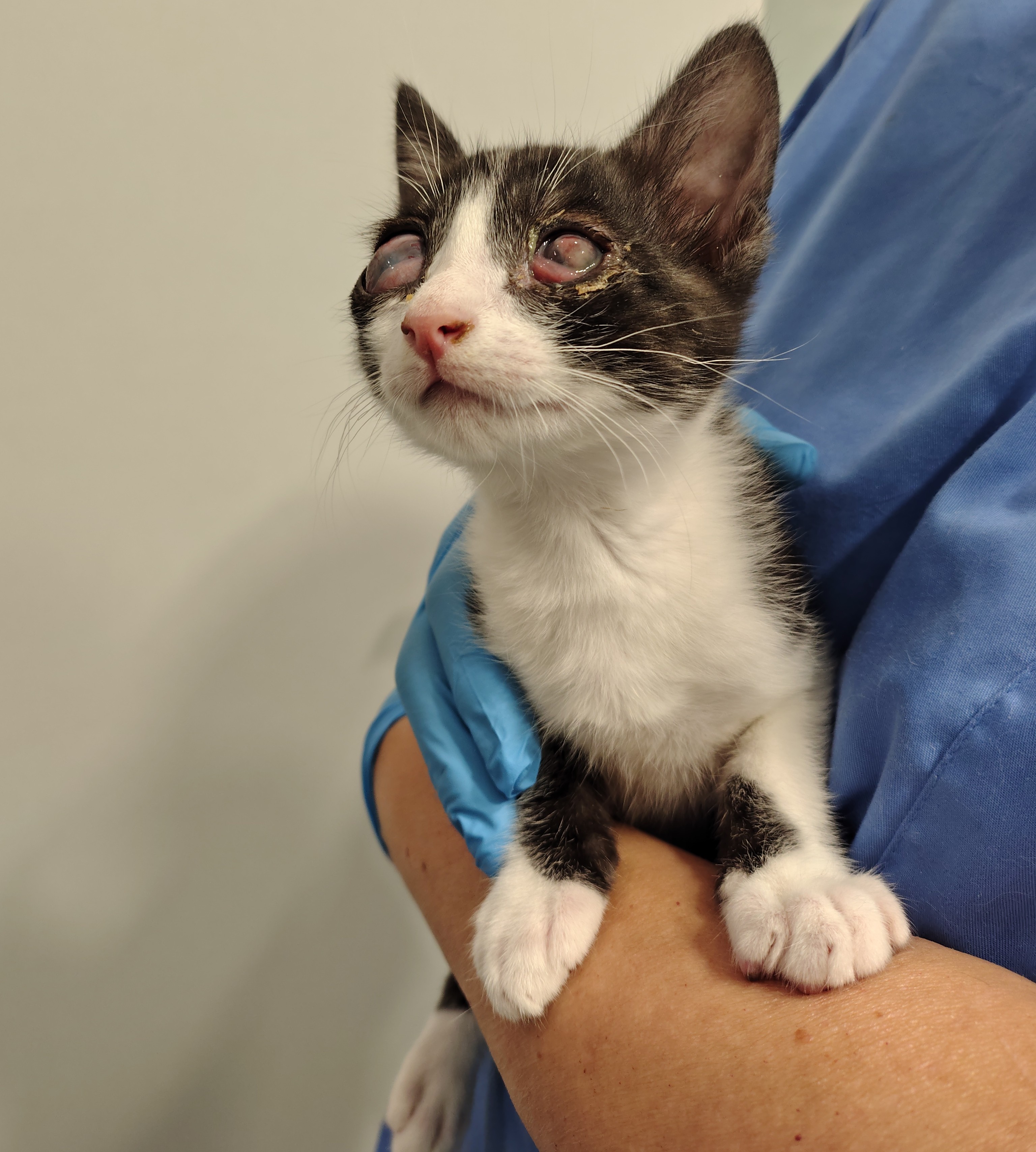 ULISES