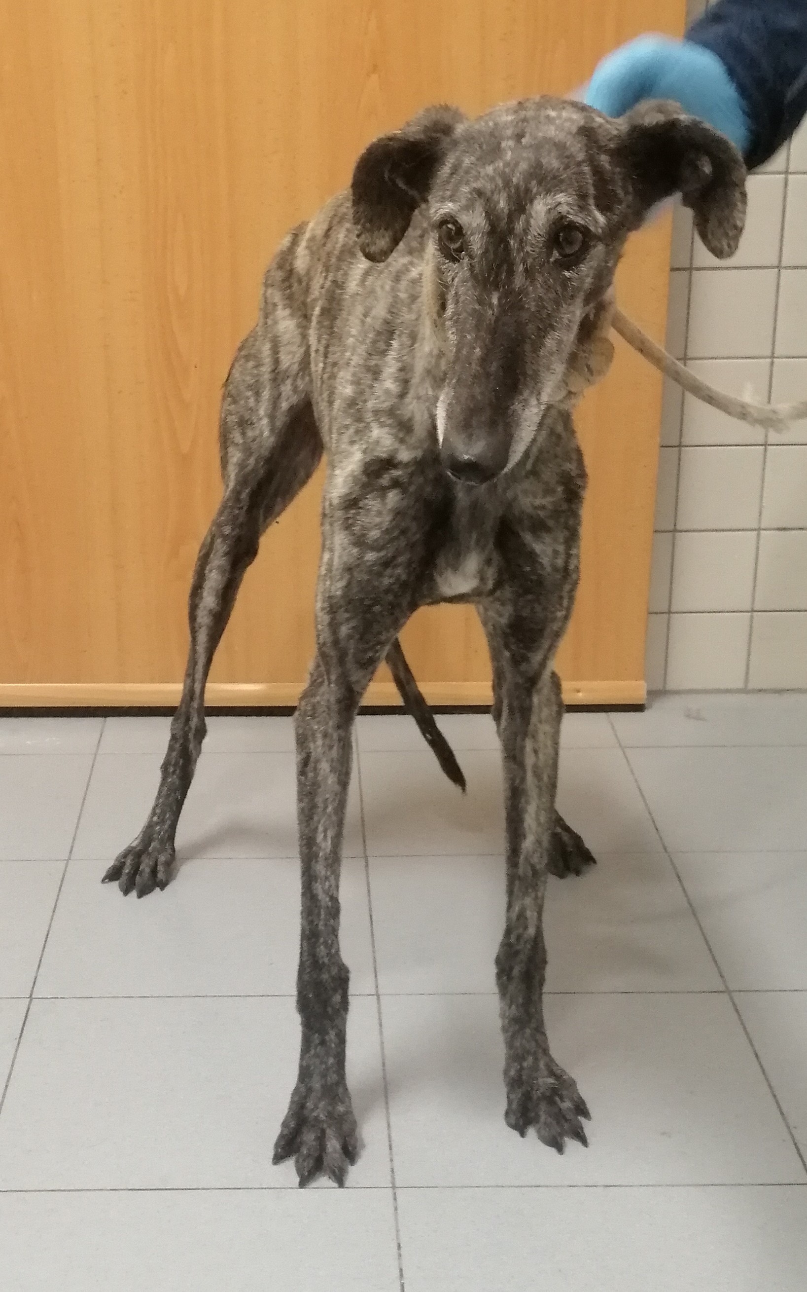 YESCA (galgo)