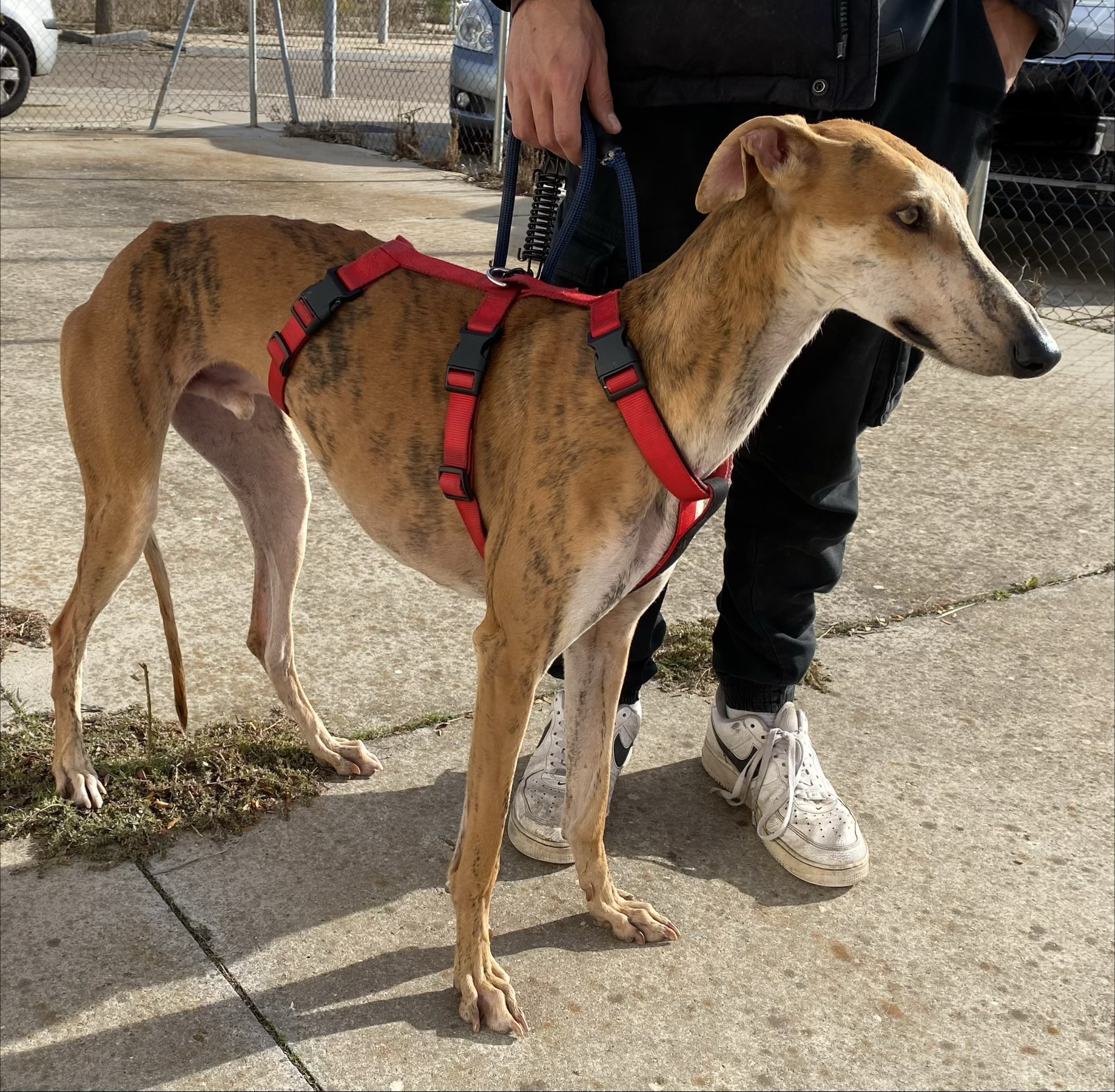 CALIZ (galgo)
