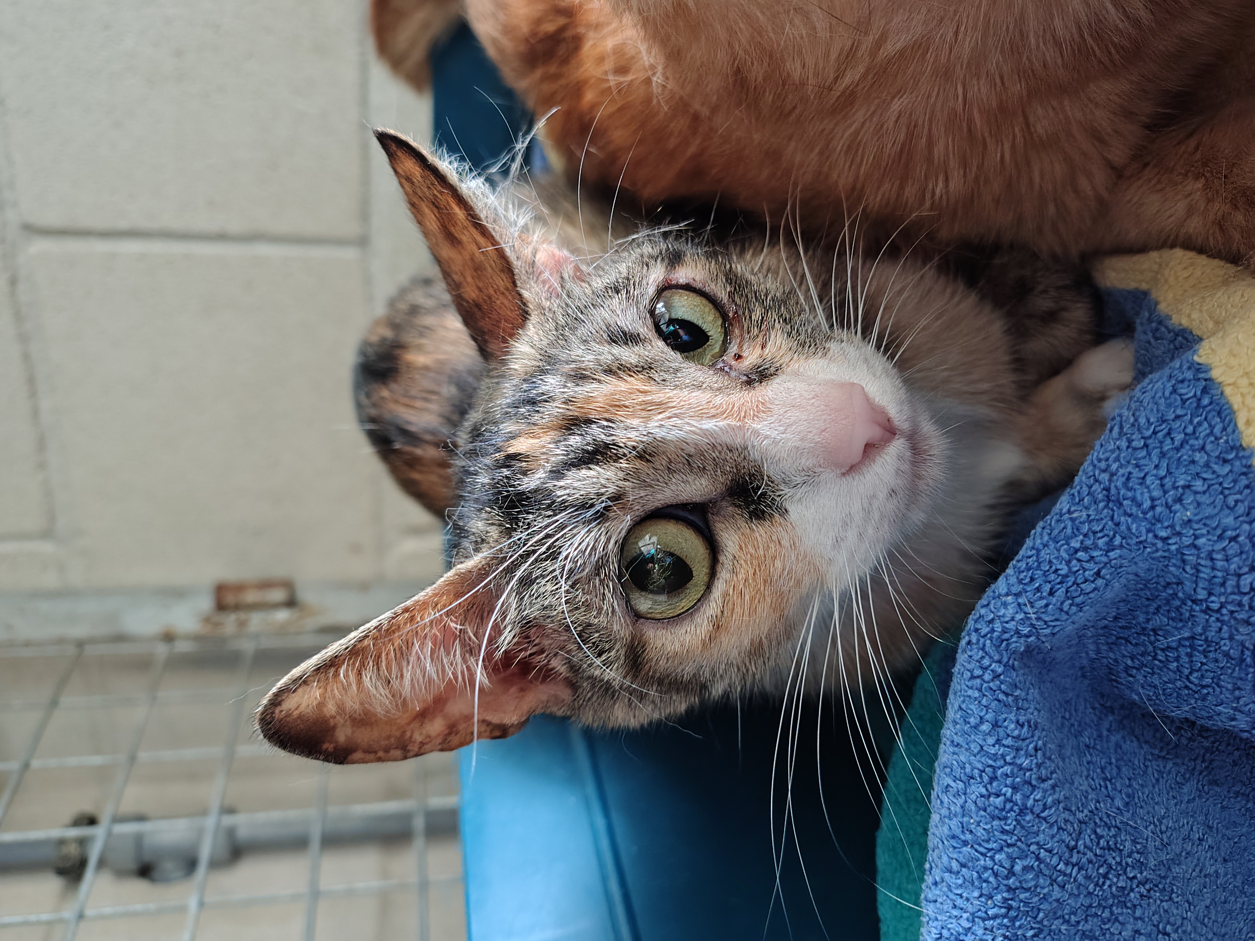 ANGELINA (gato)