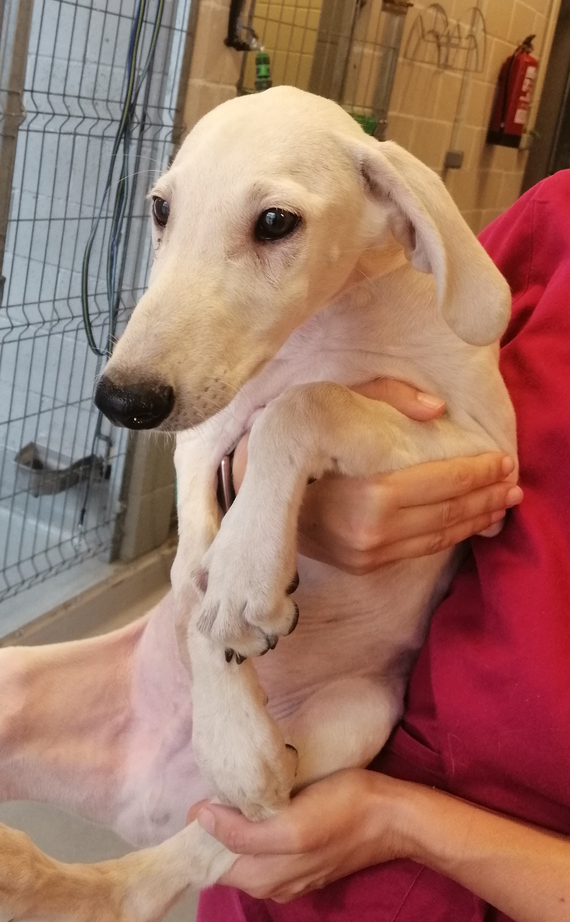 CHABOLO (galgo)