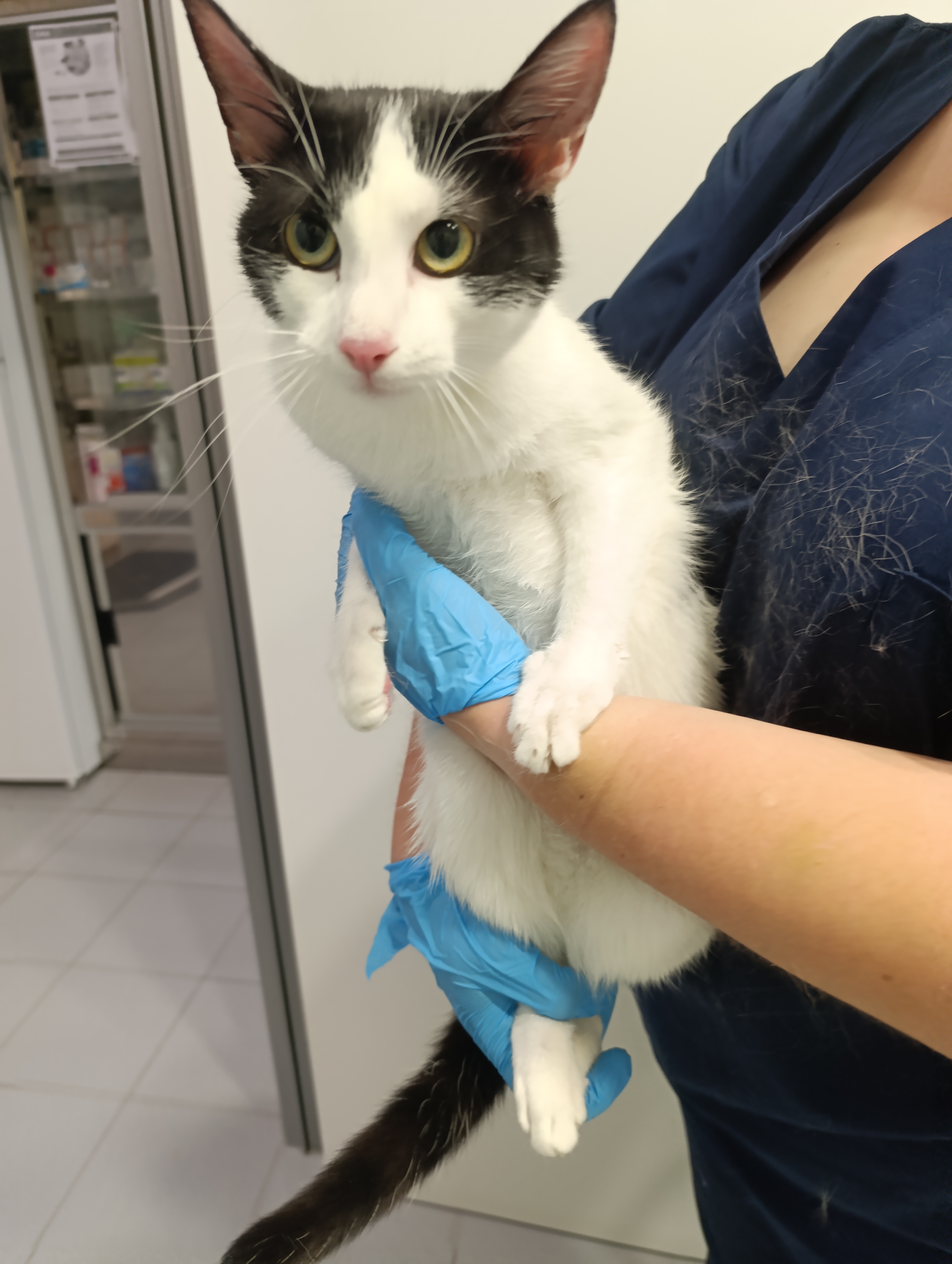 MIRIEL ( gato )