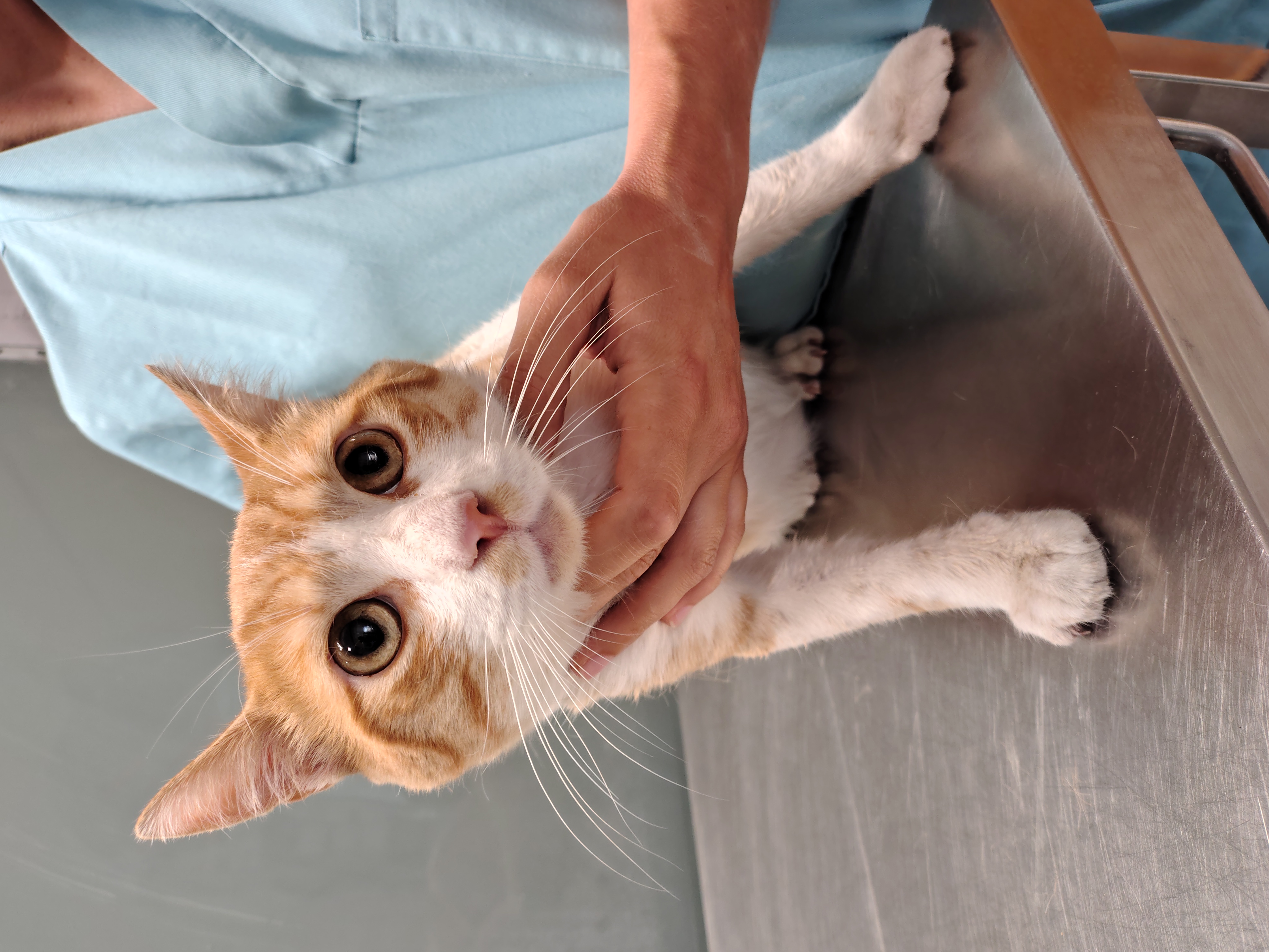 ARTUR ( gato )