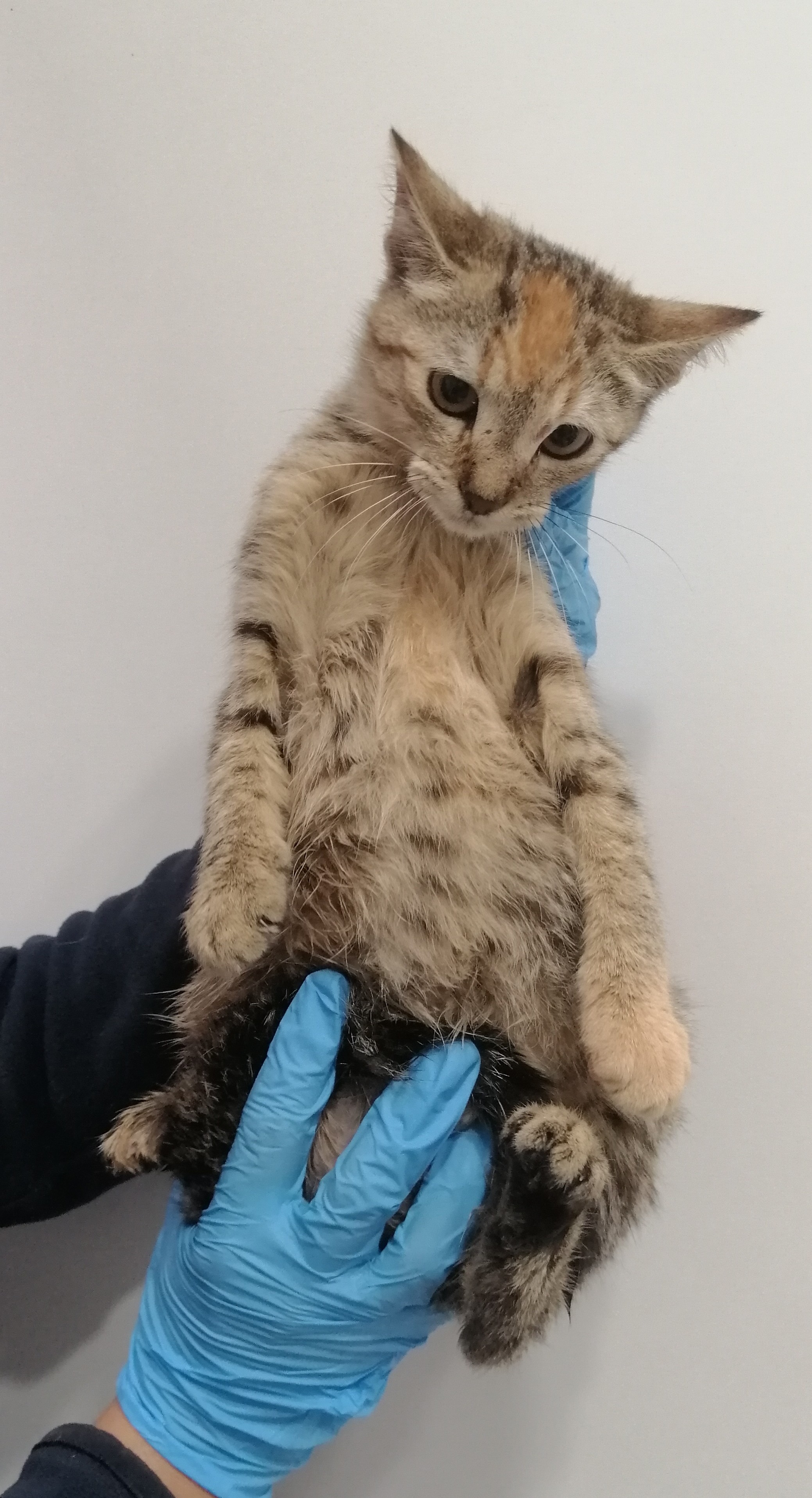 BIBI (gato)