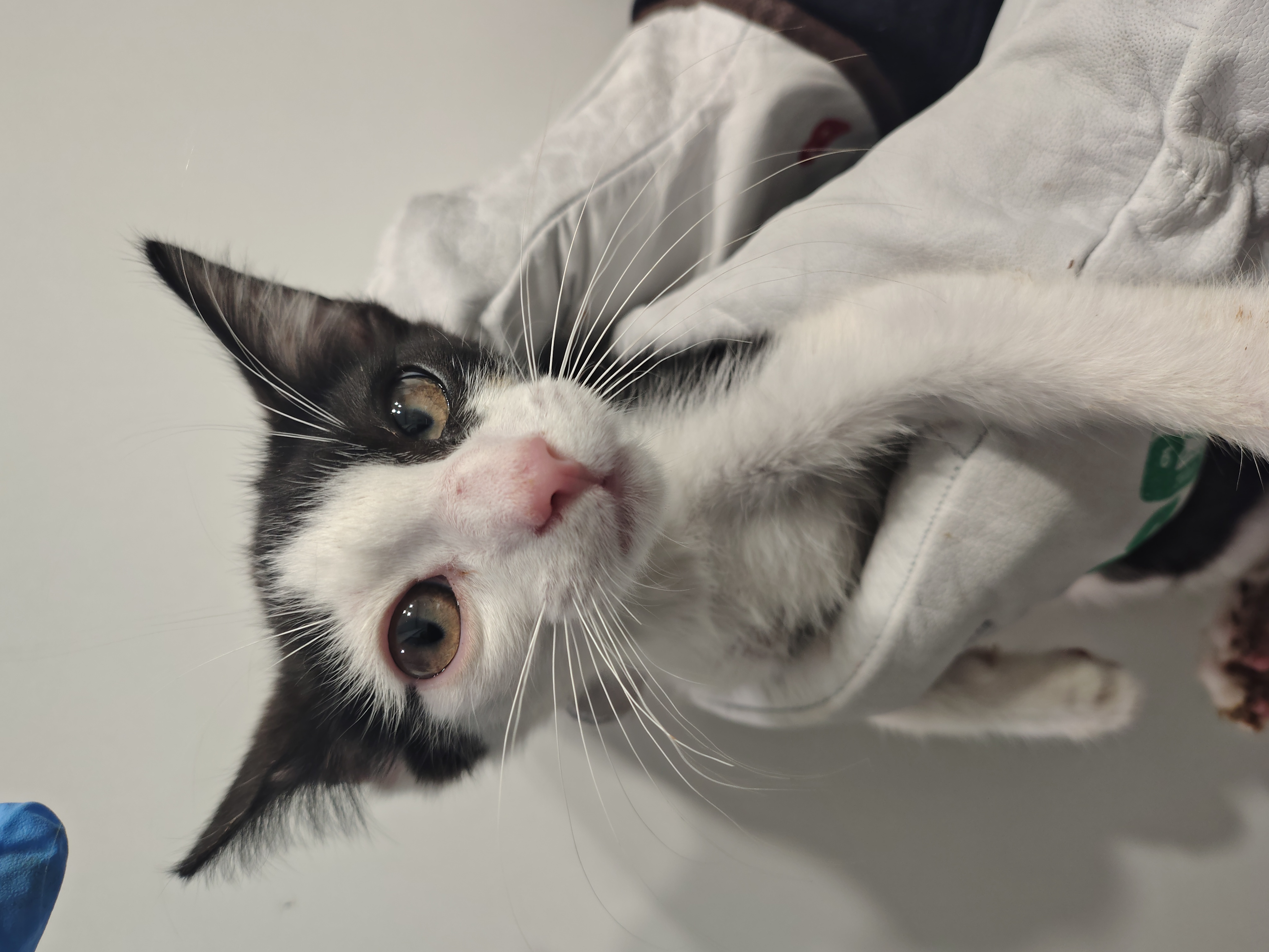 GOKU ( gato )