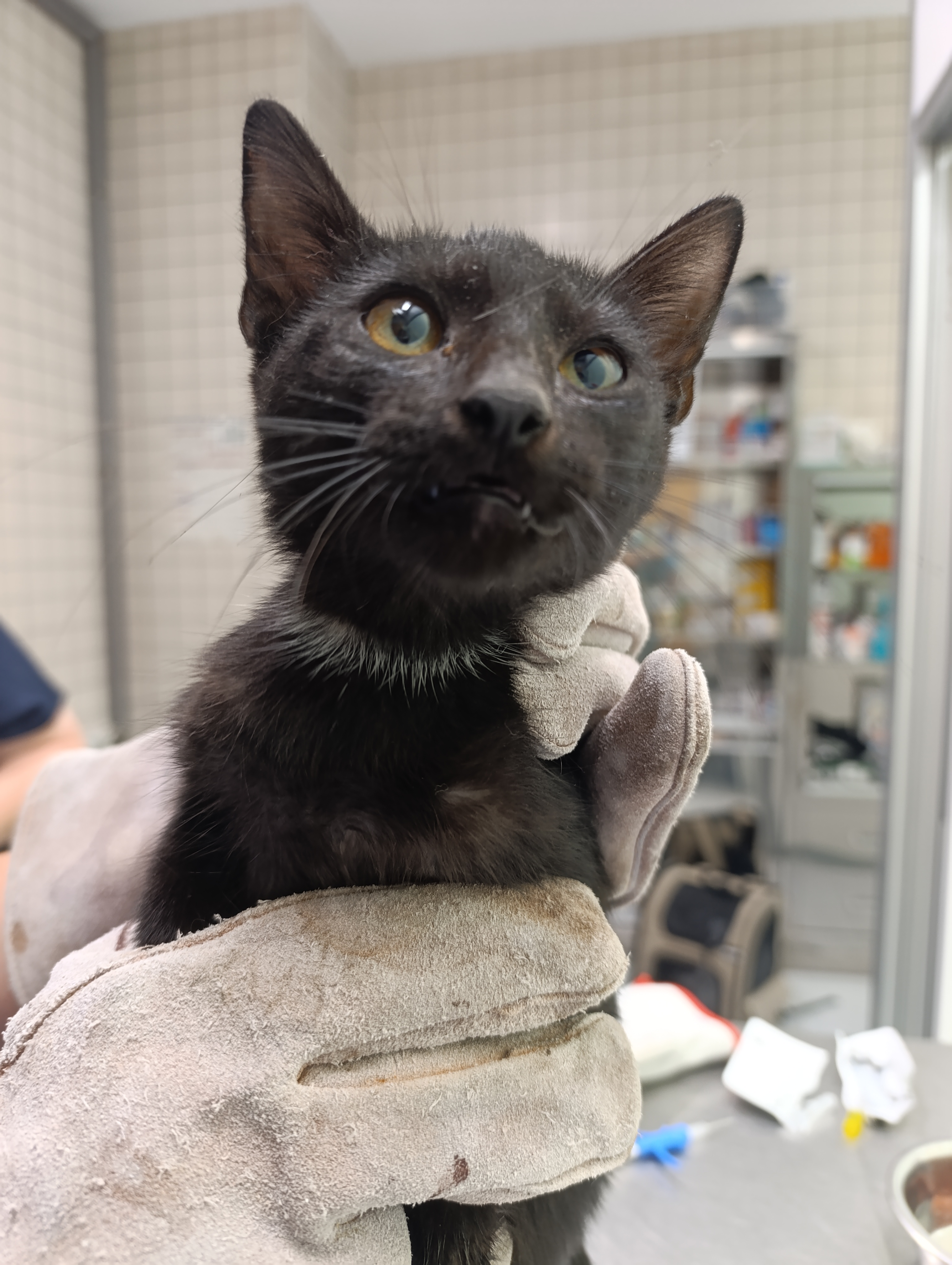 KOTA ( gato )