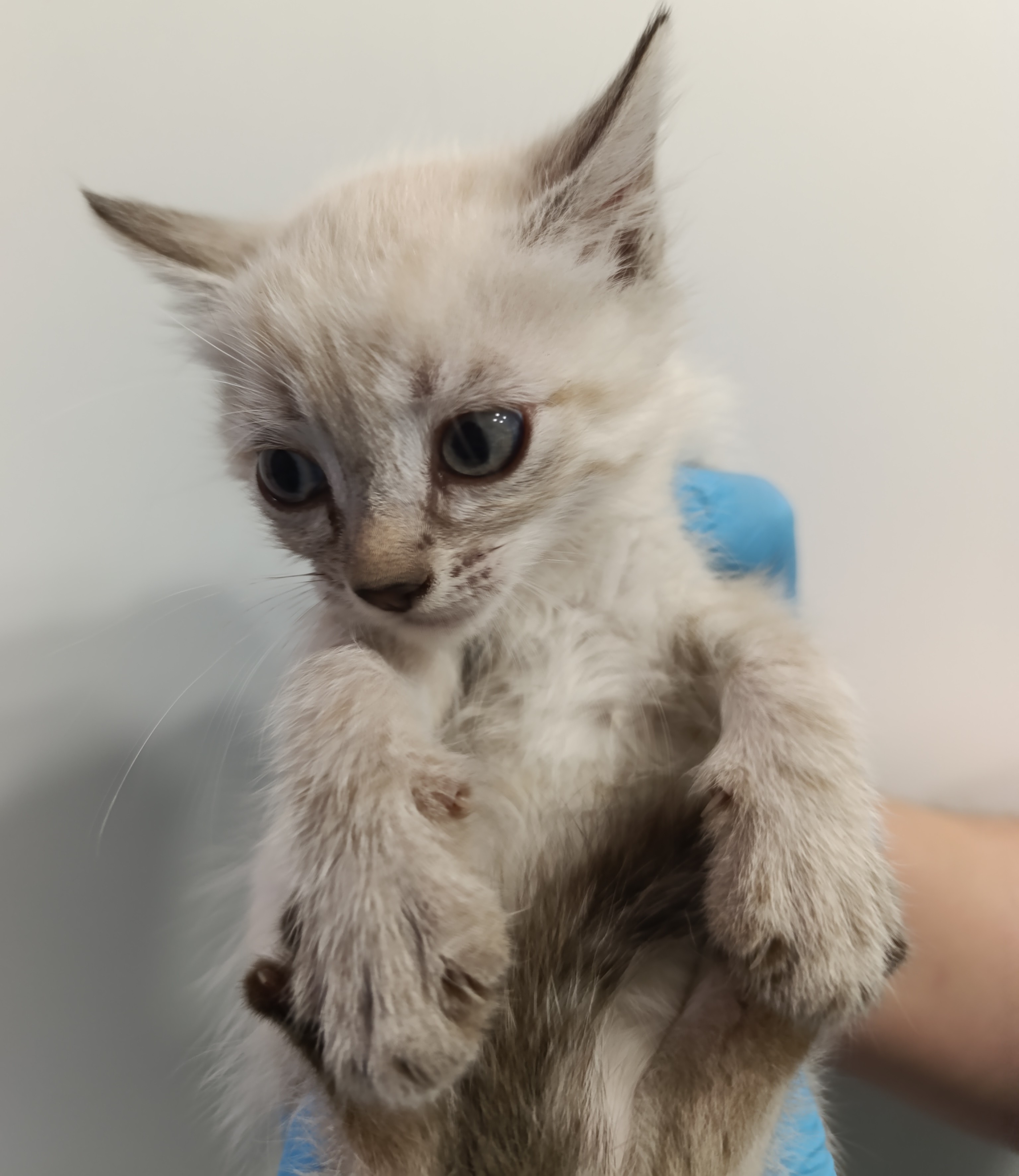 LICHI ( gato )