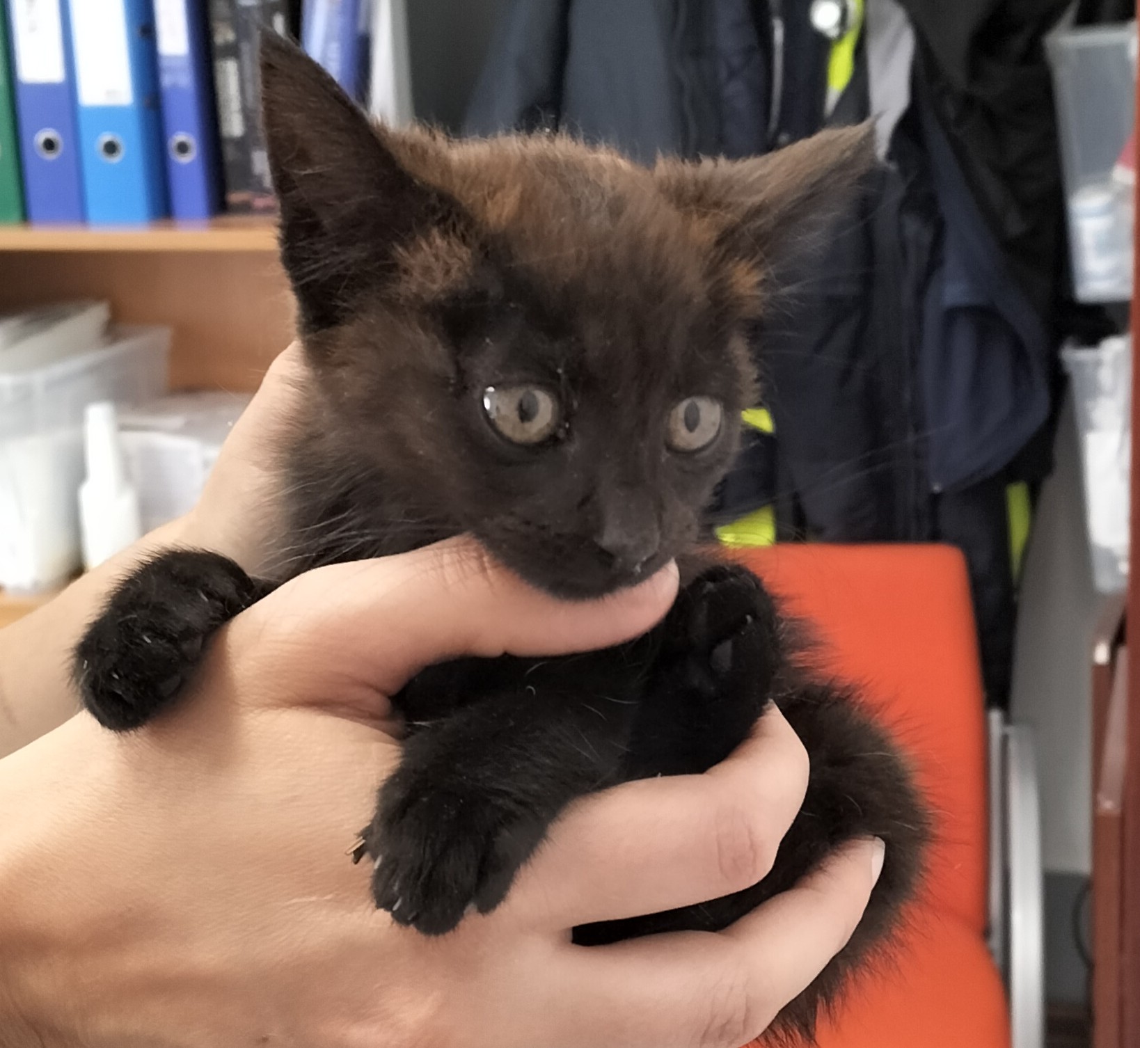 MILA (gato)