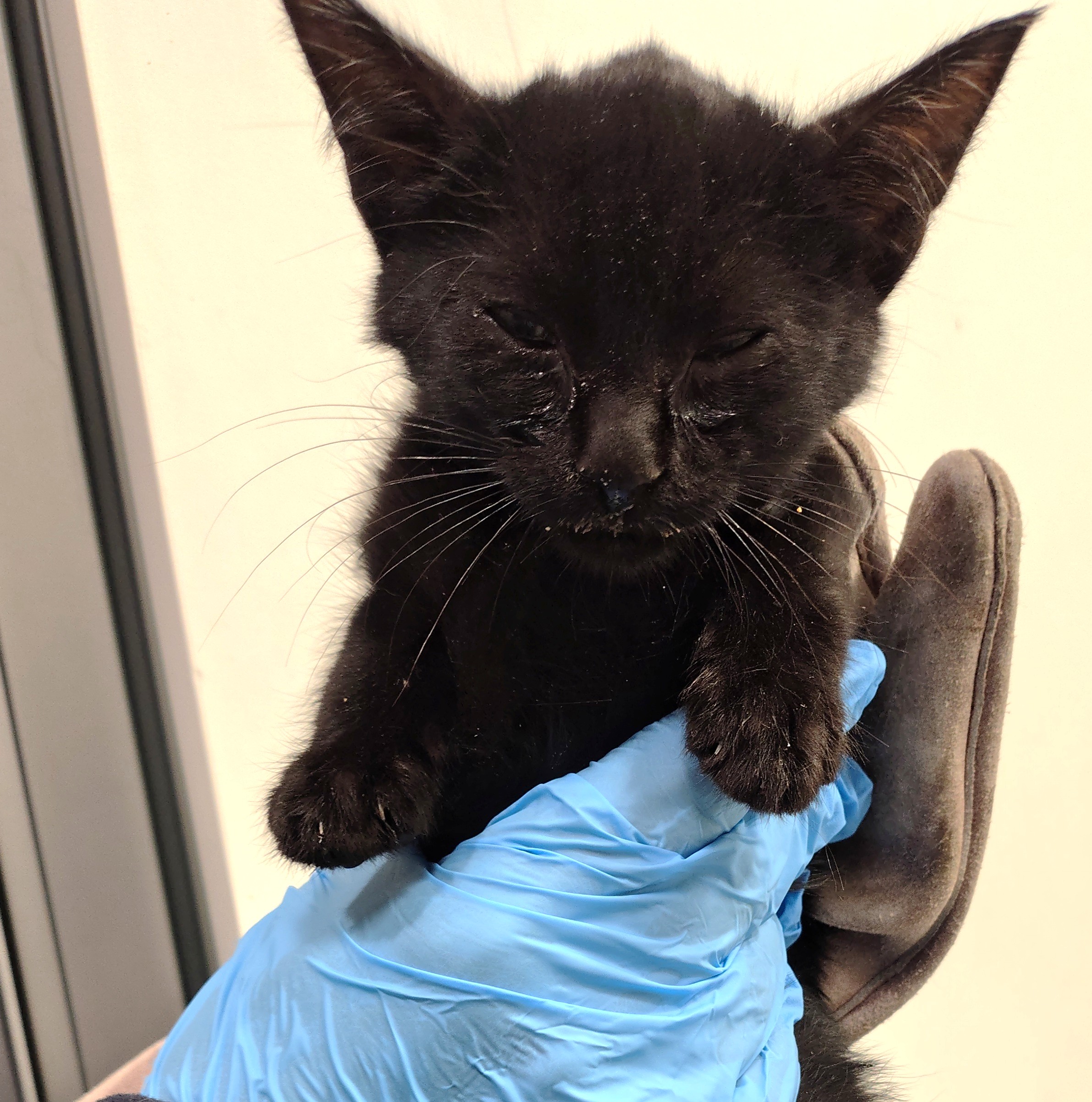 NERO ( gato )