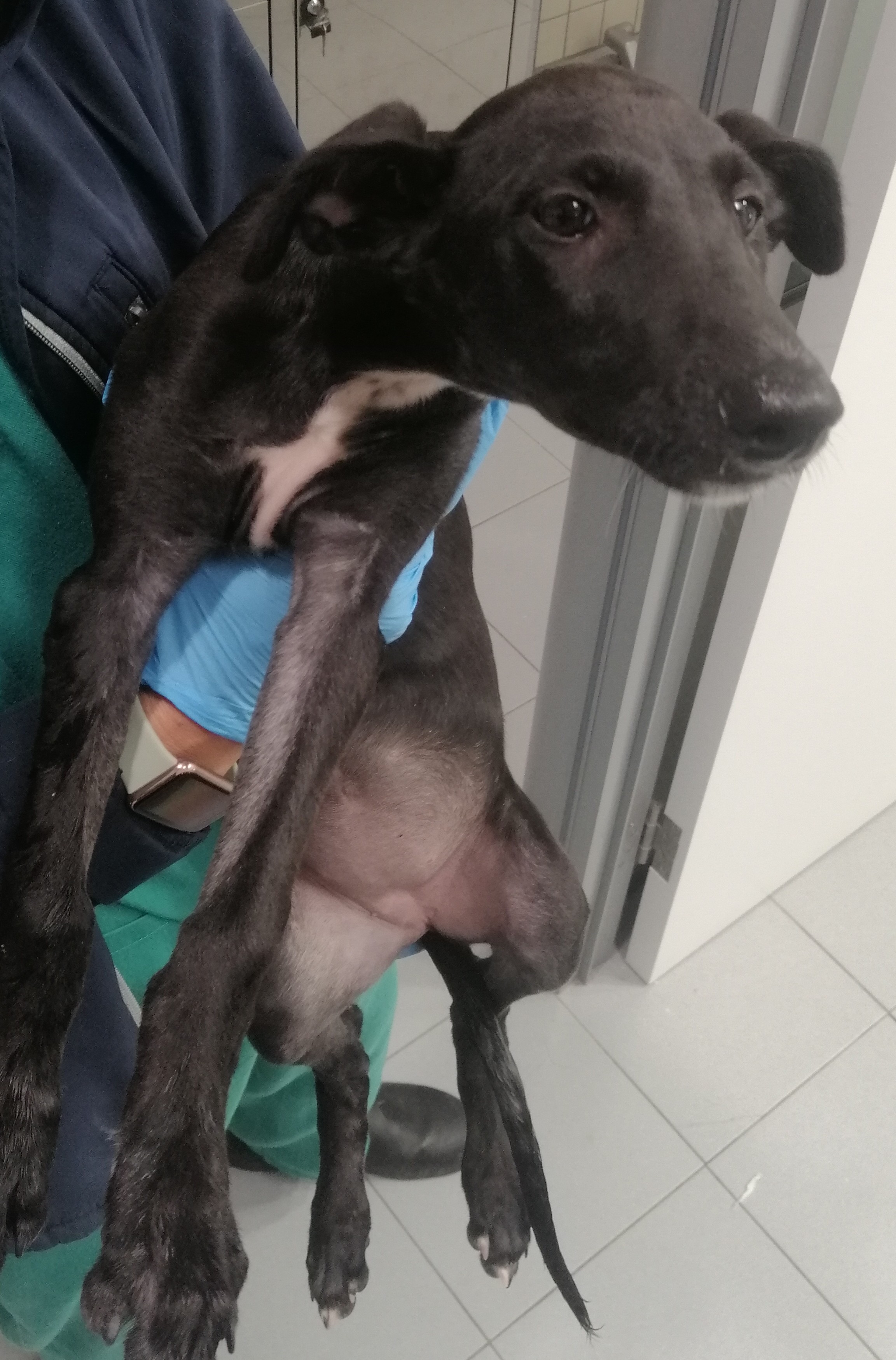 SOMBRA (galgo)