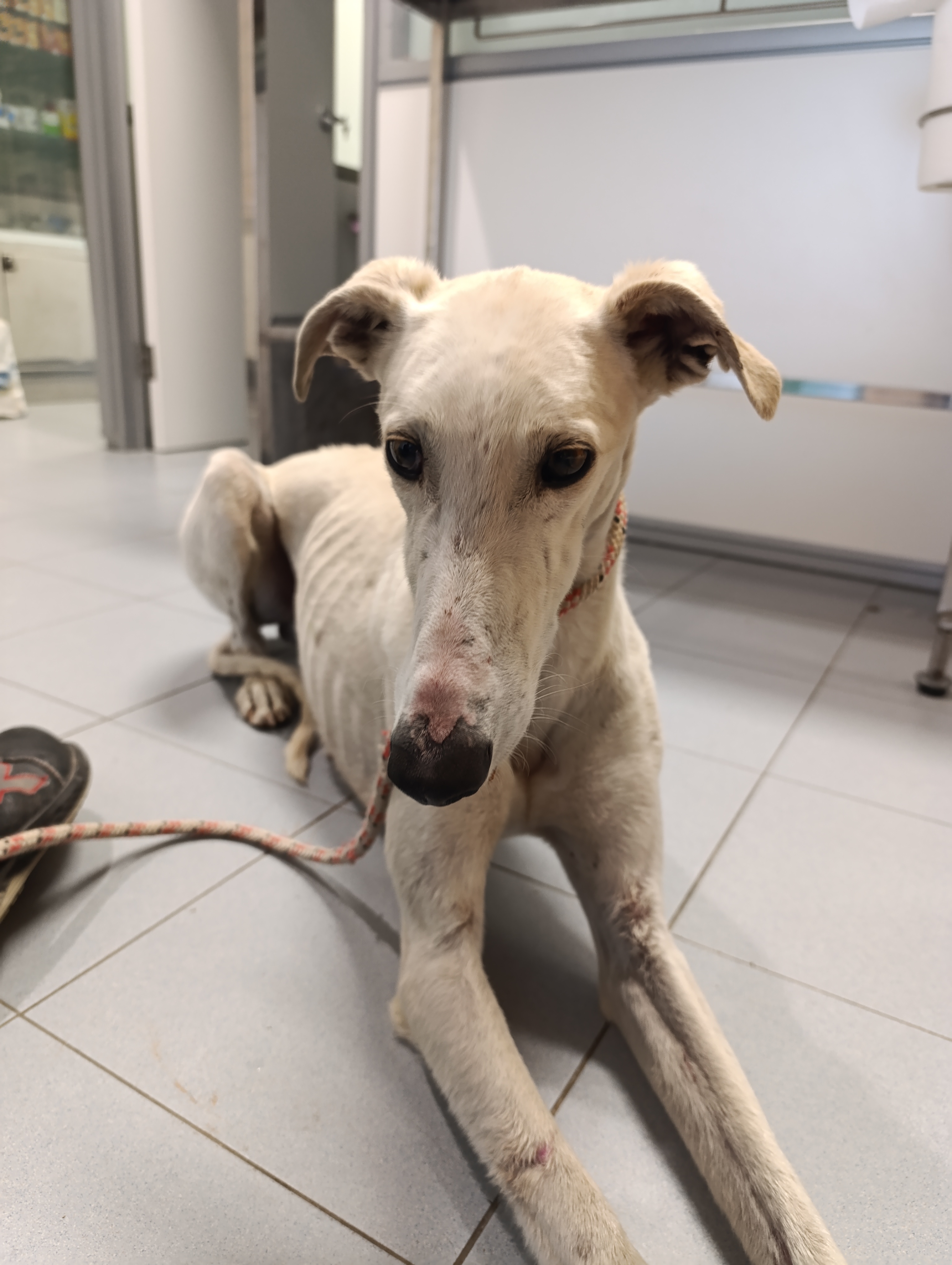 GALGO GARRAPATOSO