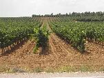 Imagen de un viñedo en la Ribera del Duero