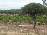 Árboles en el Pinar de Antequera