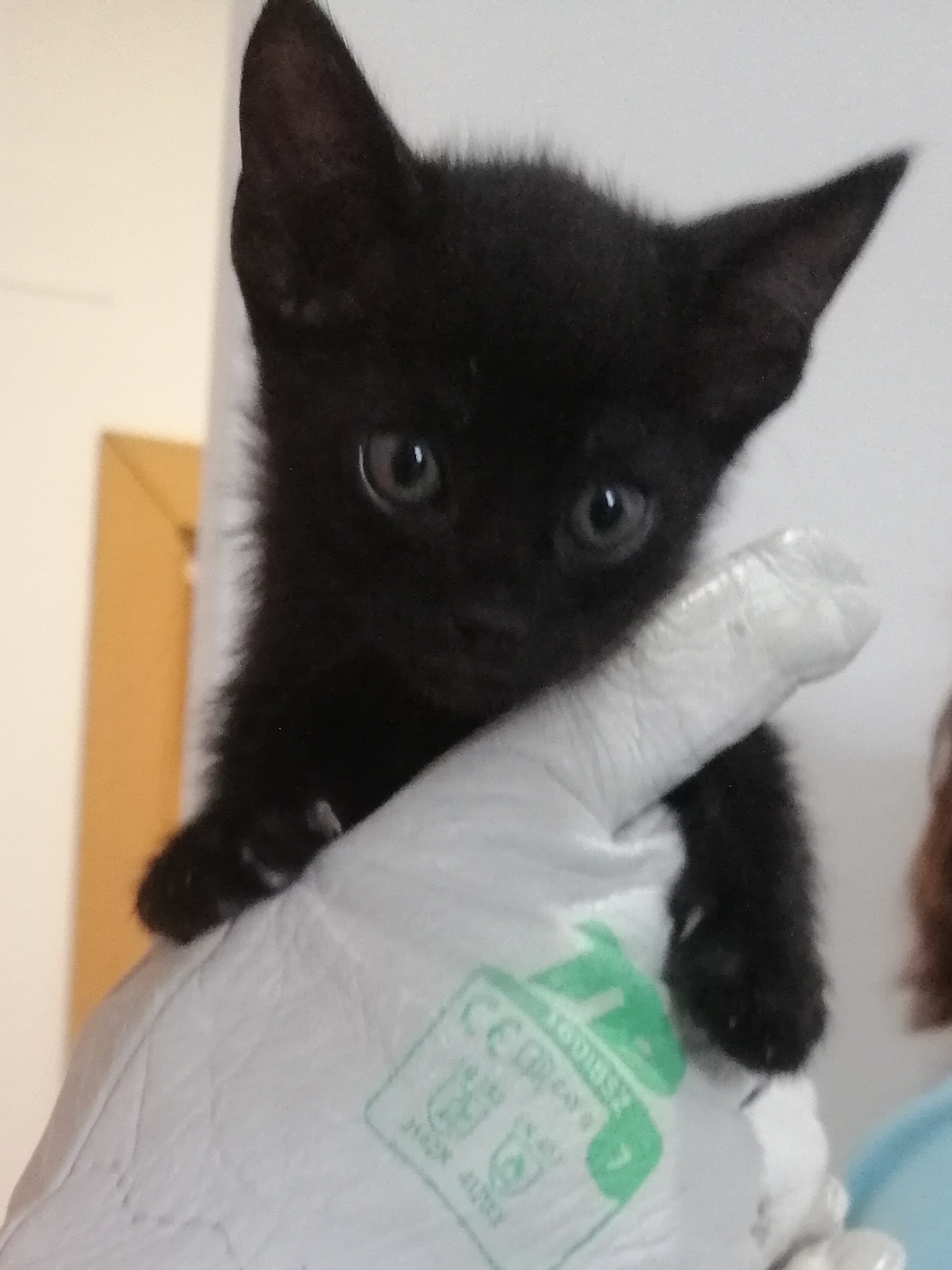 ASTÉRIX (gato)