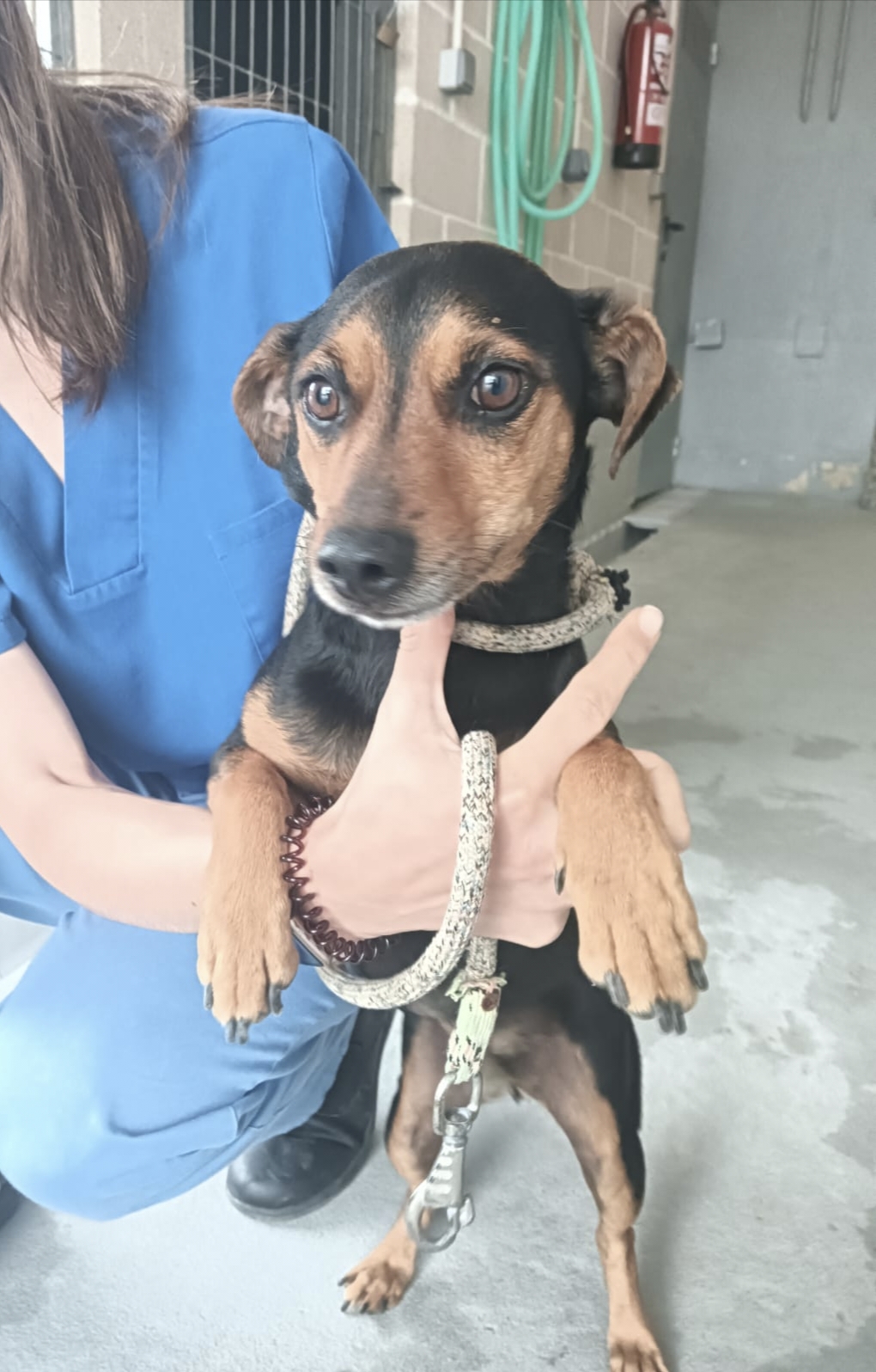 BOLI