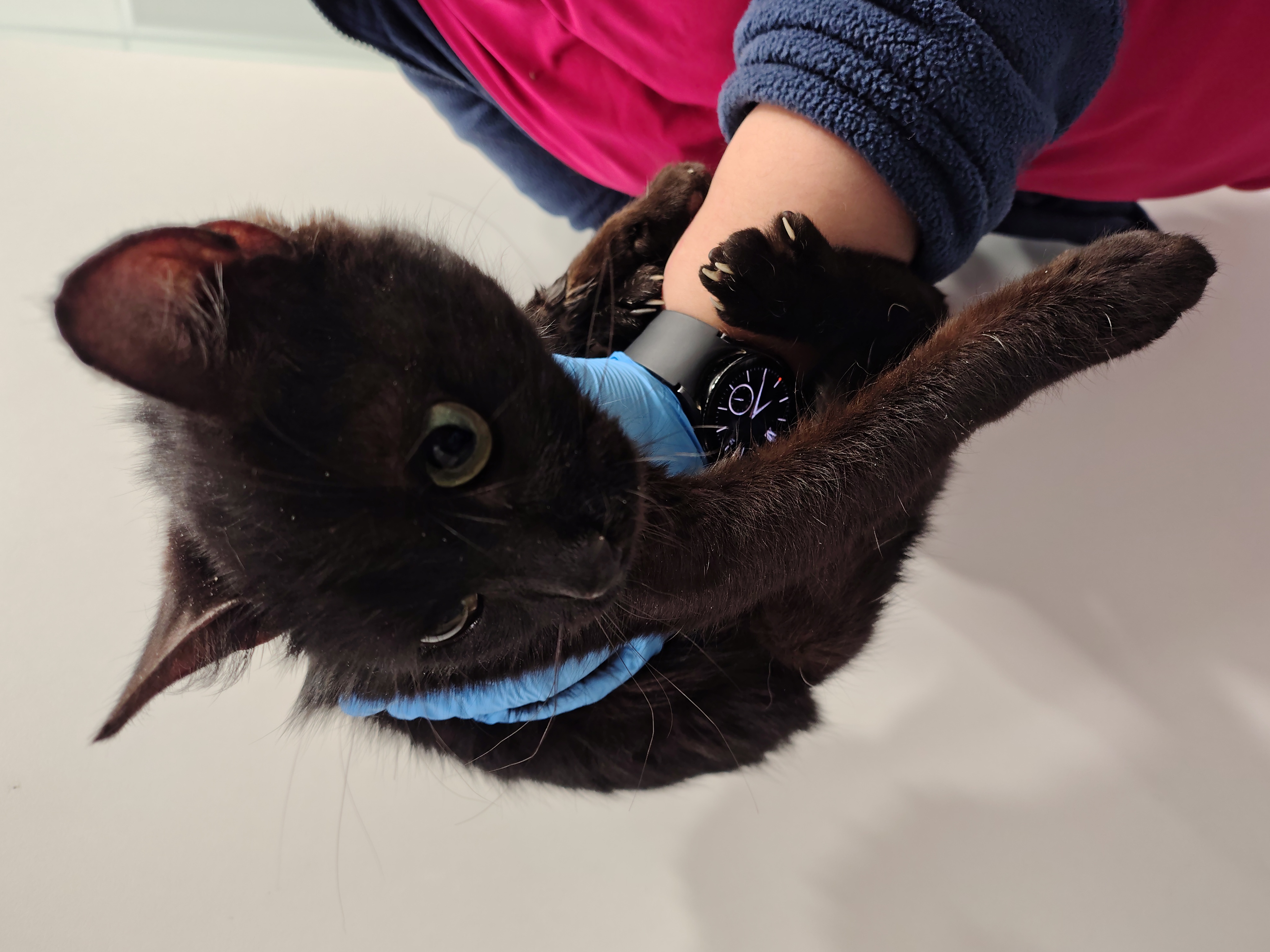 gilda ( gato)