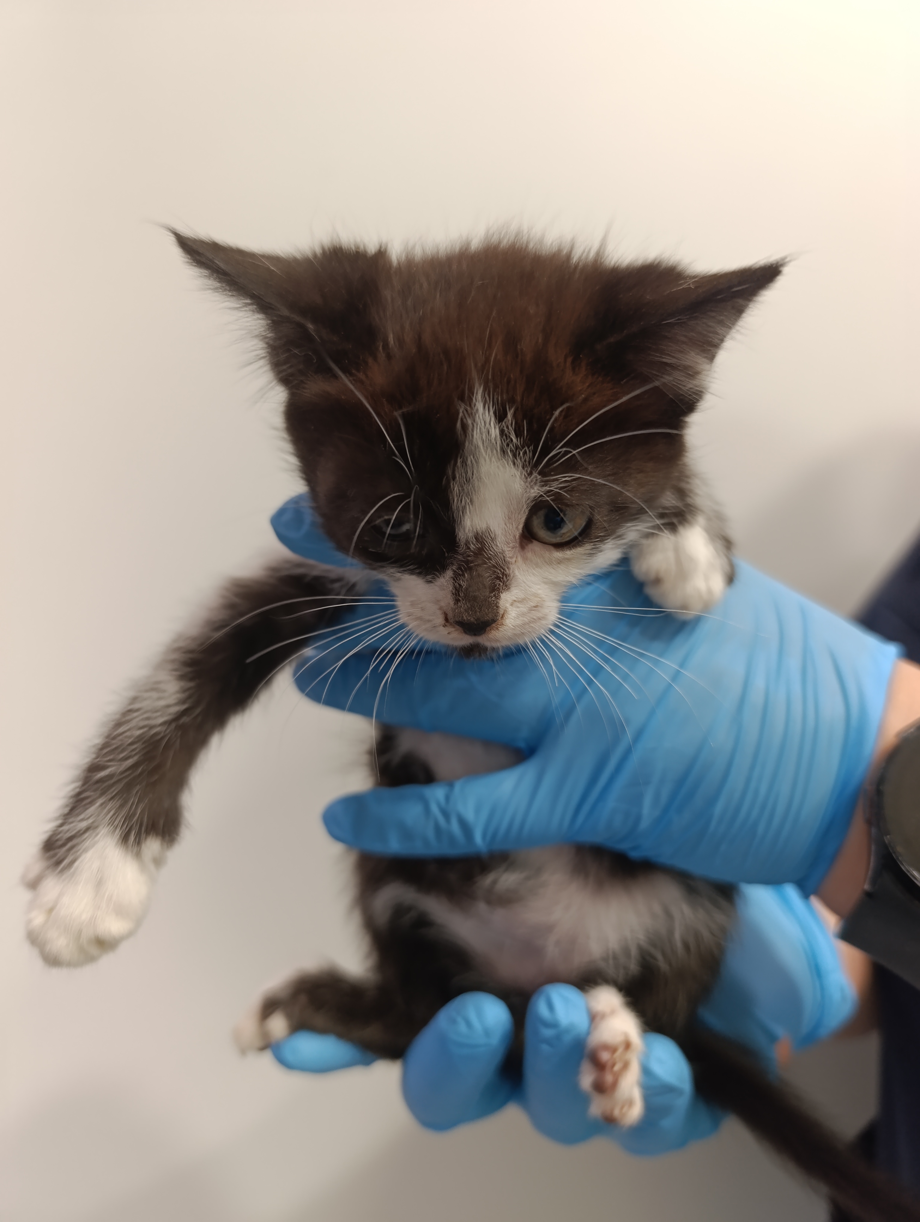 KIWI ( gato )