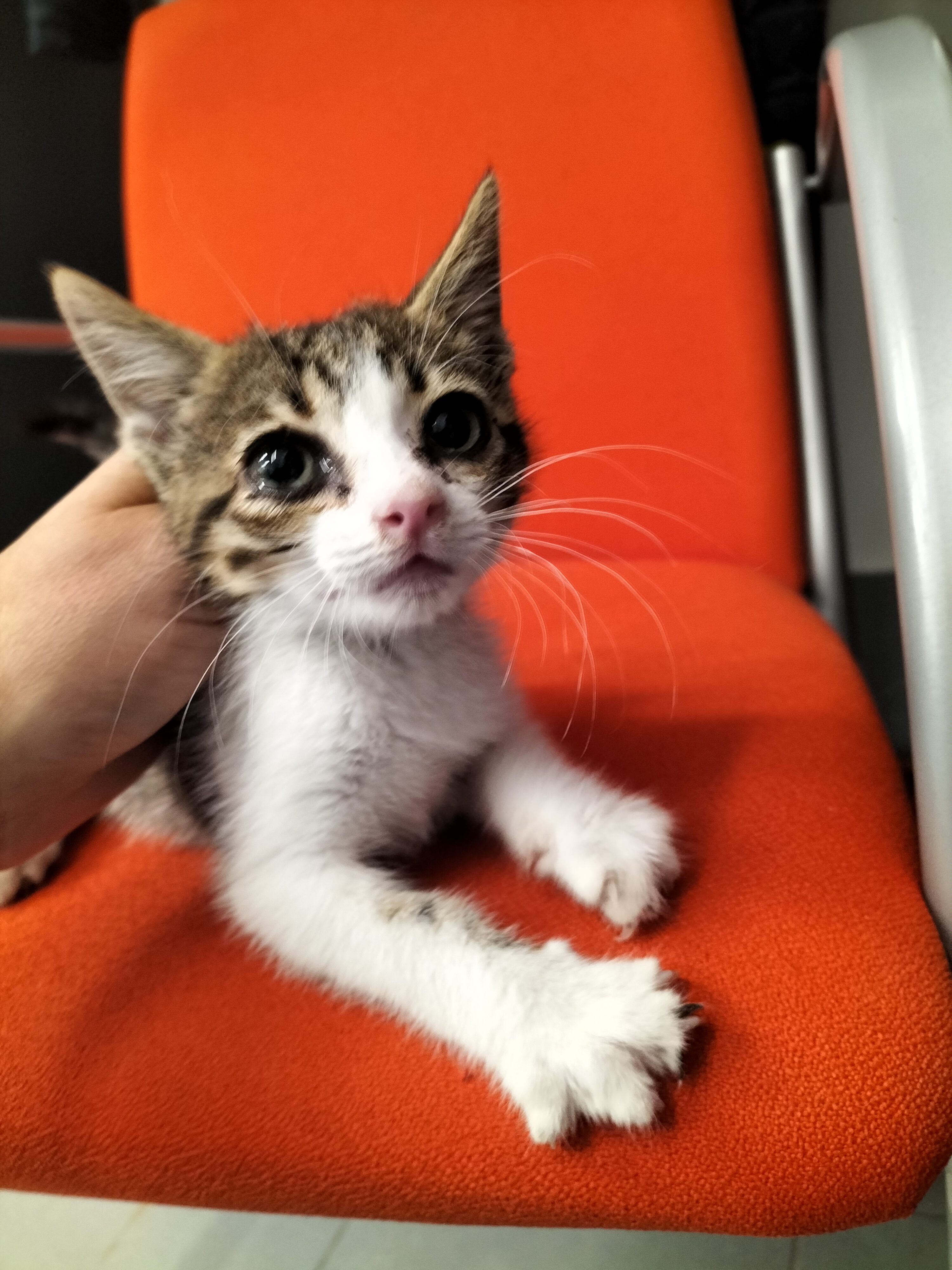 Perla (gato)
